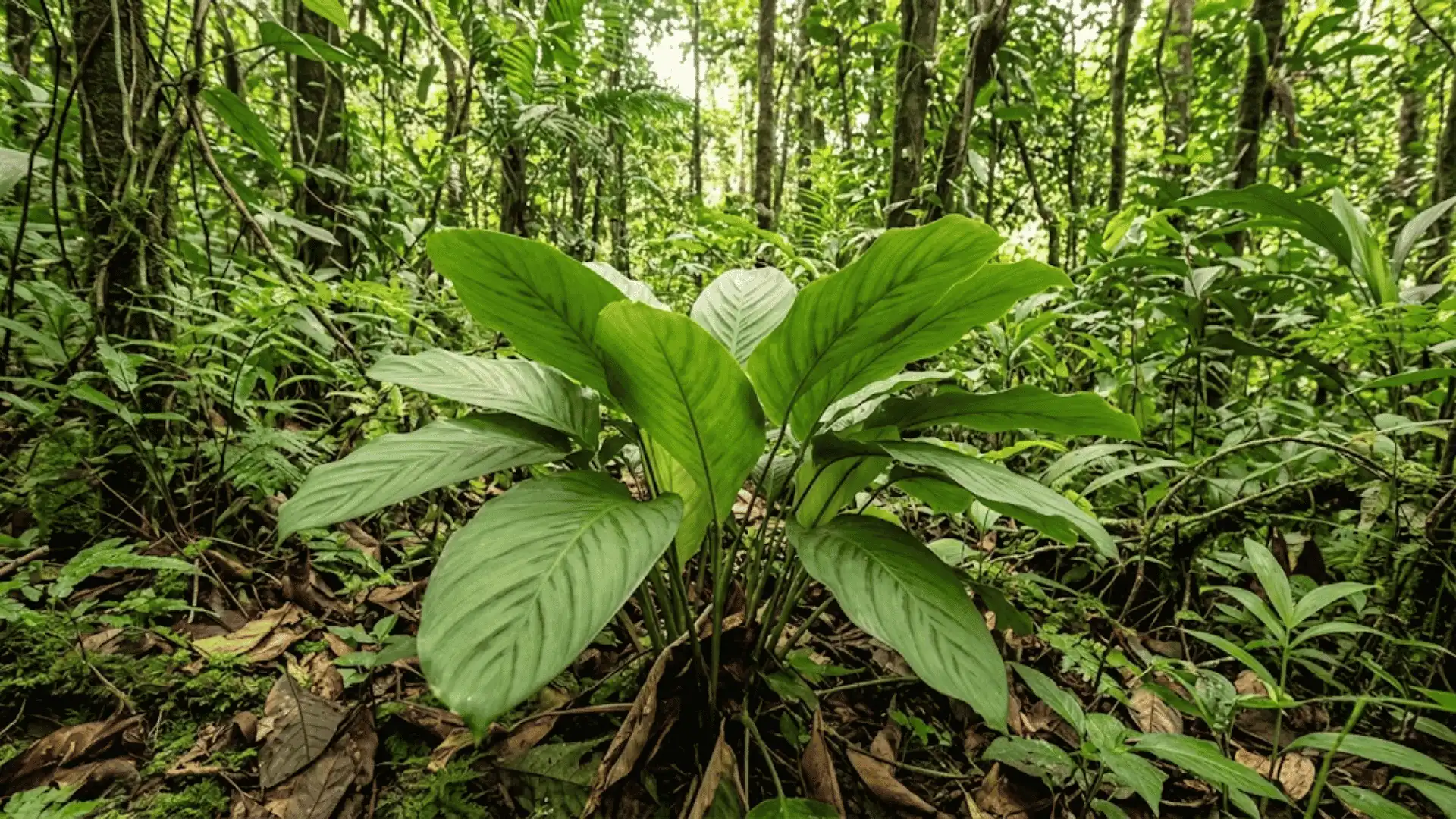 calathea fredgandersii growing on a humid tropical forest floor