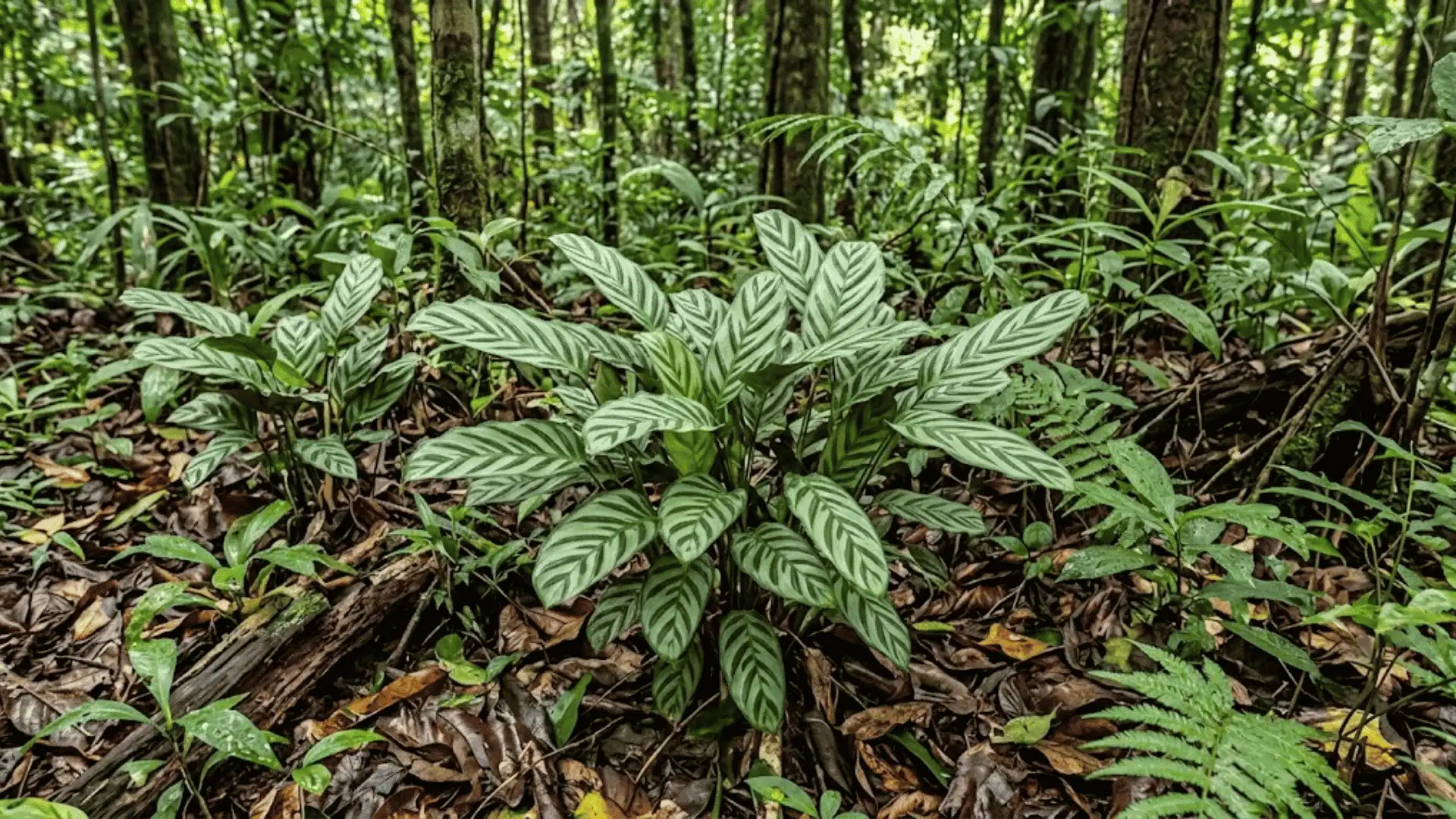 calathea fredii growing in a shaded tropical forest understory