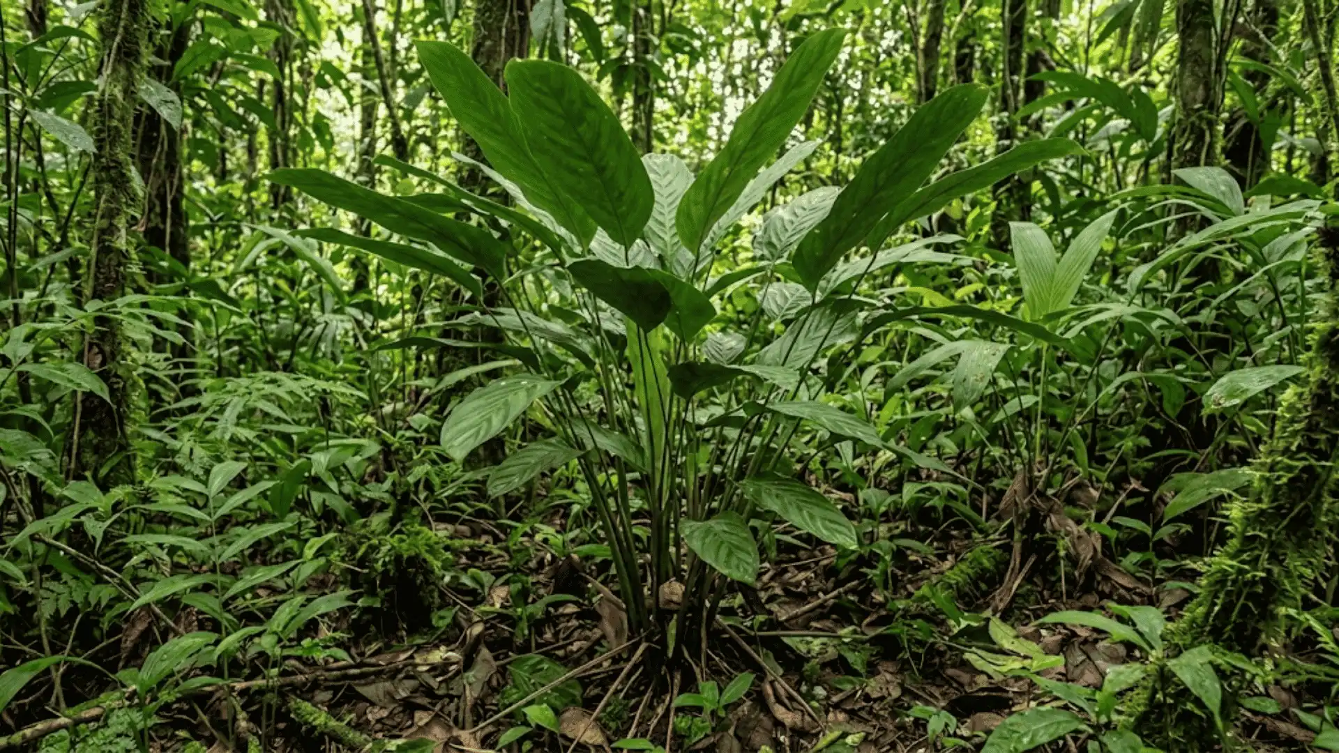 calathea galdamesiana growing in a central american forest