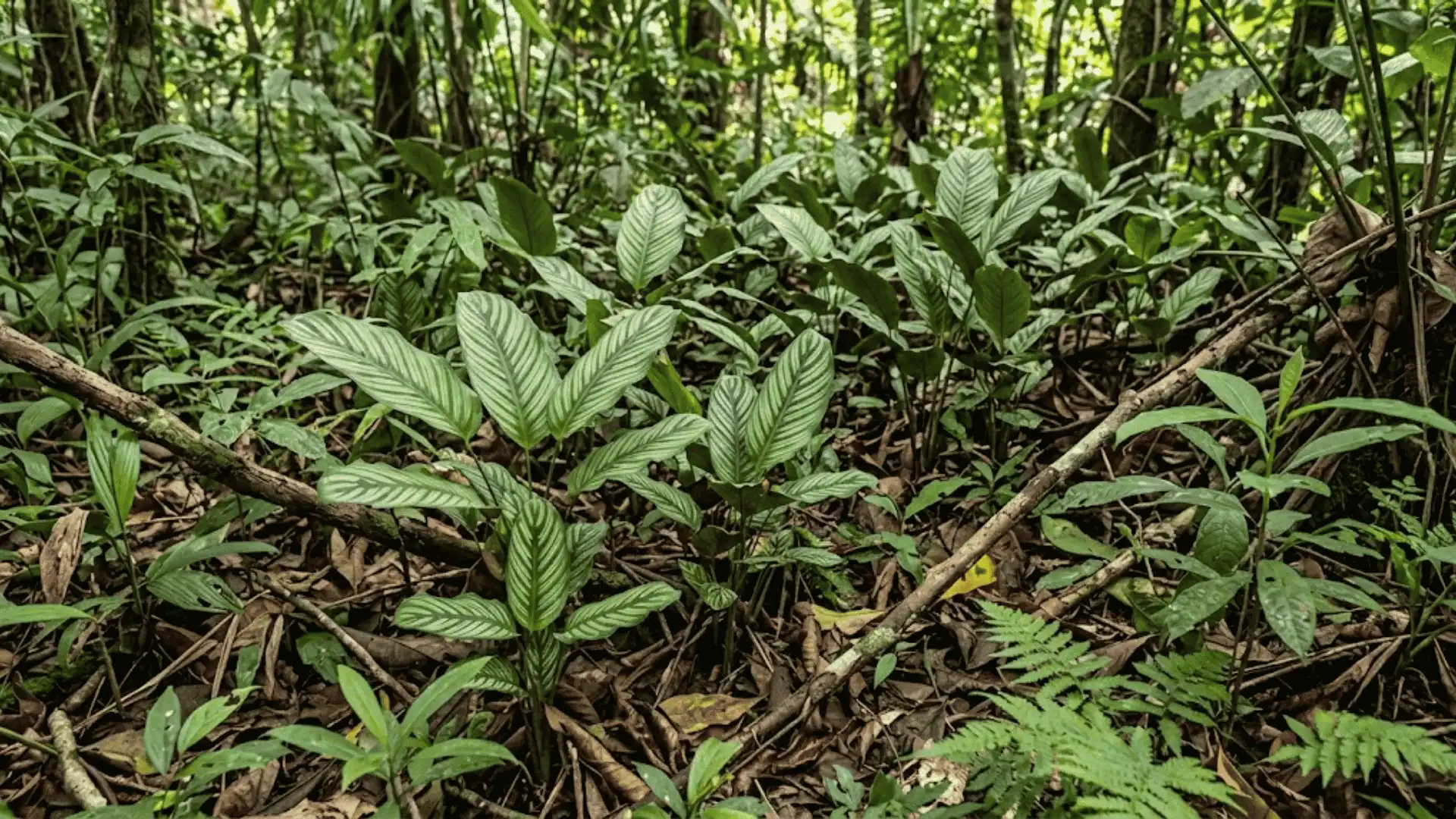 calathea gentryi growing on a south american forest floor