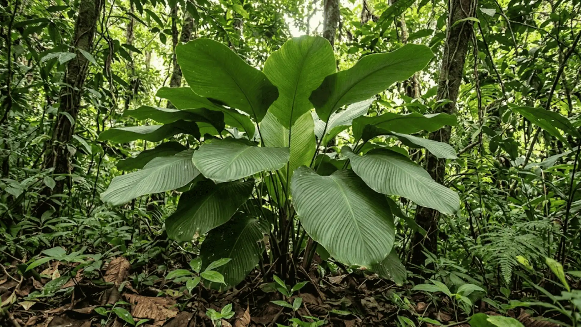 calathea grandifolia with large broad leaves in tropical forest