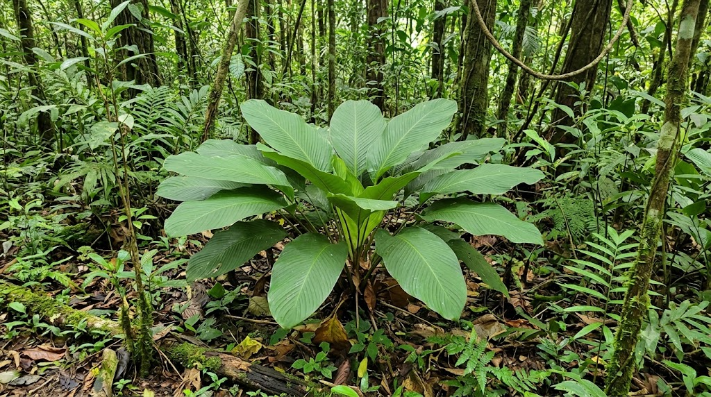 calathea guzmanioides with rosette form in tropical forest