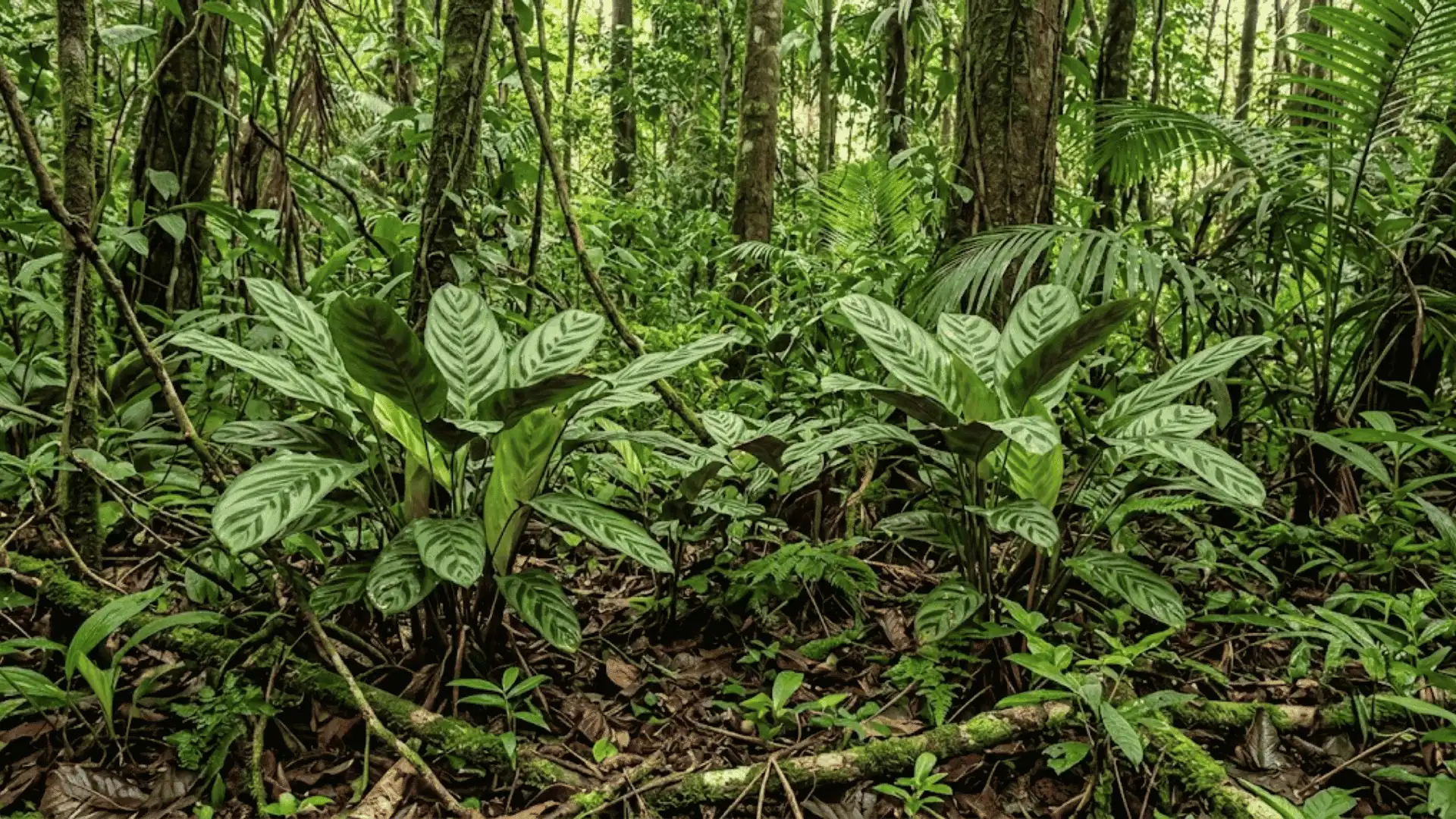 calathea hagbergii growing in a colombian humid forest