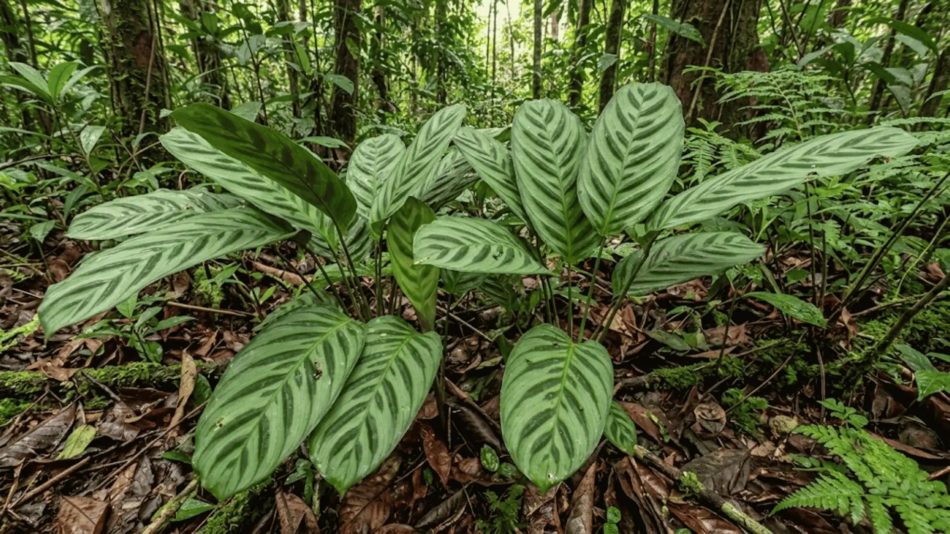 calathea harlingii growing in a shaded south american forest