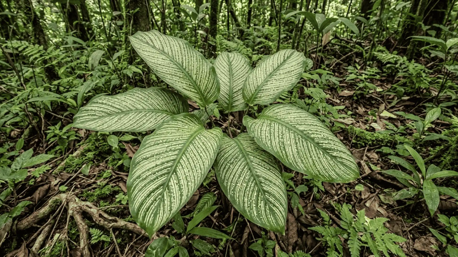 calathea inscripta leaves with fine markings in tropical forest