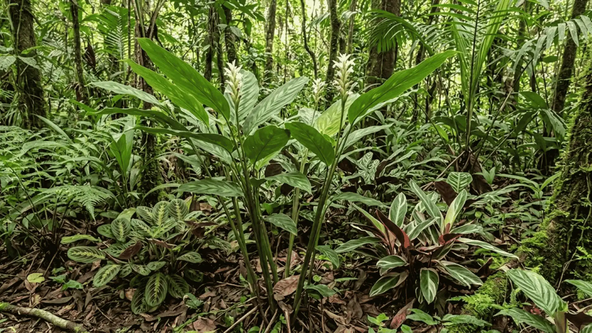 calathea ischnosiphonoides growing in a south american forest