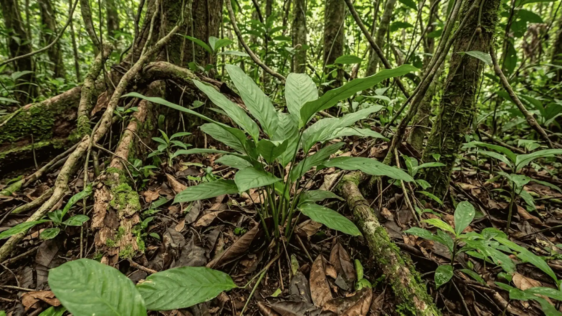 calathea jondule growing on a humid south american forest floor