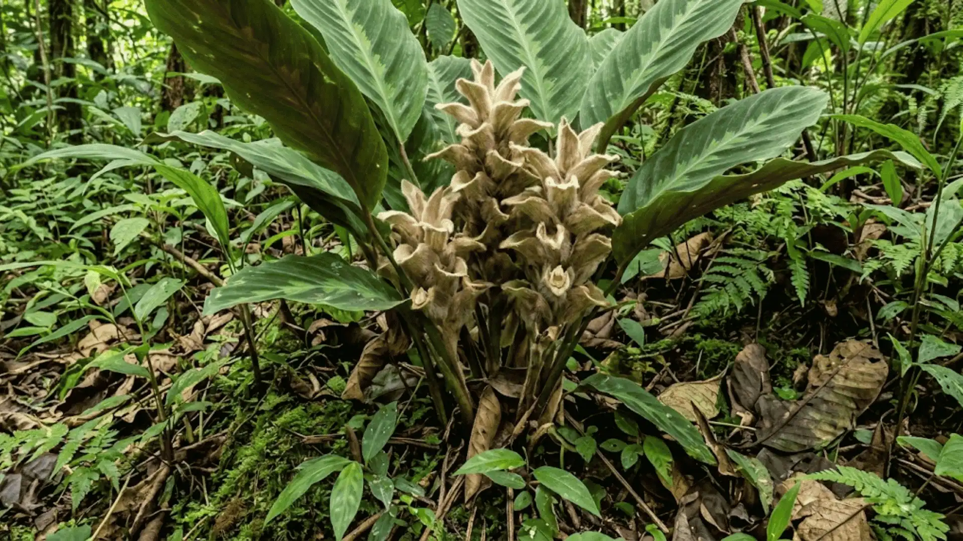 calathea lanibracteata with woolly bracts in tropical forest
