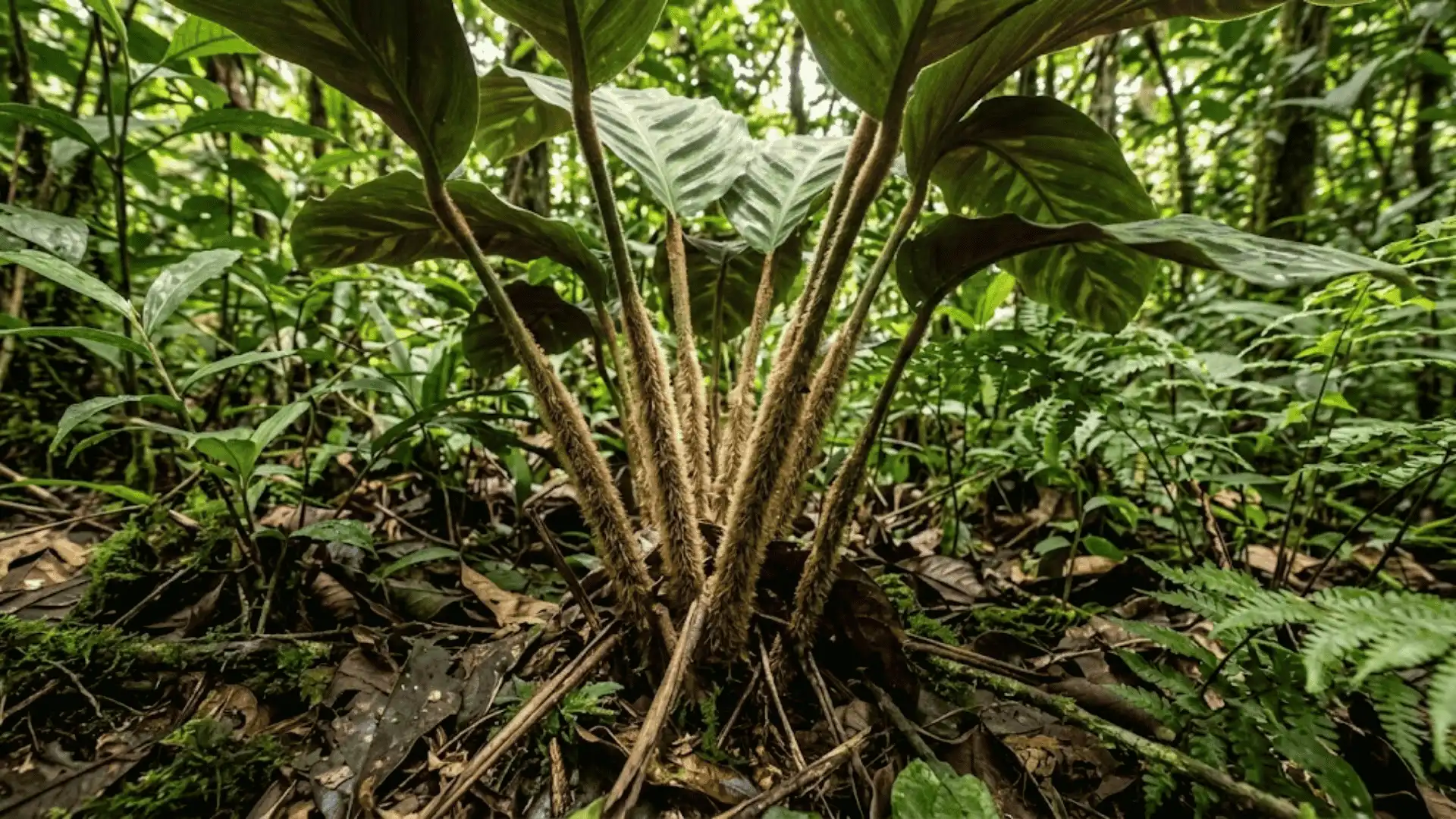 calathea lanicaulis with a woolly stem in colombian forest