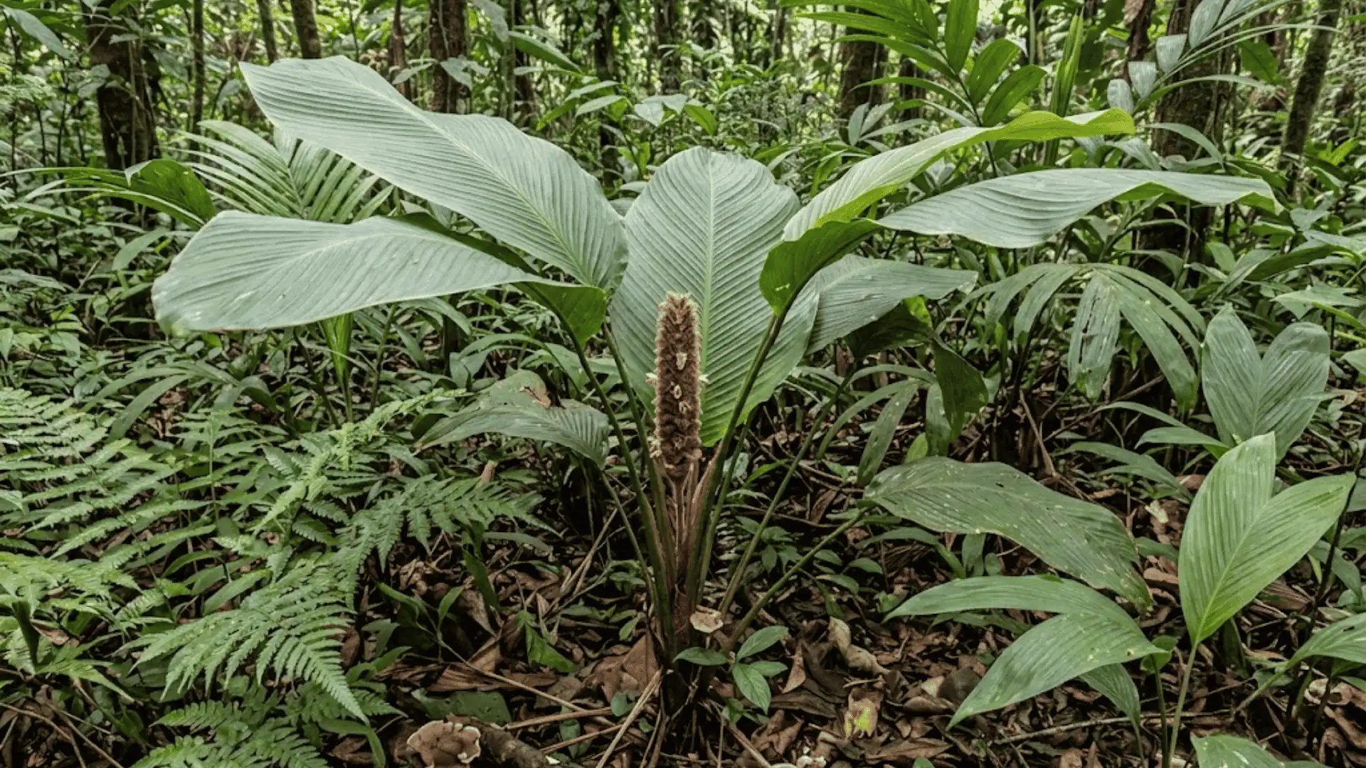 calathea lasiostachya with a haired flower spike in forest