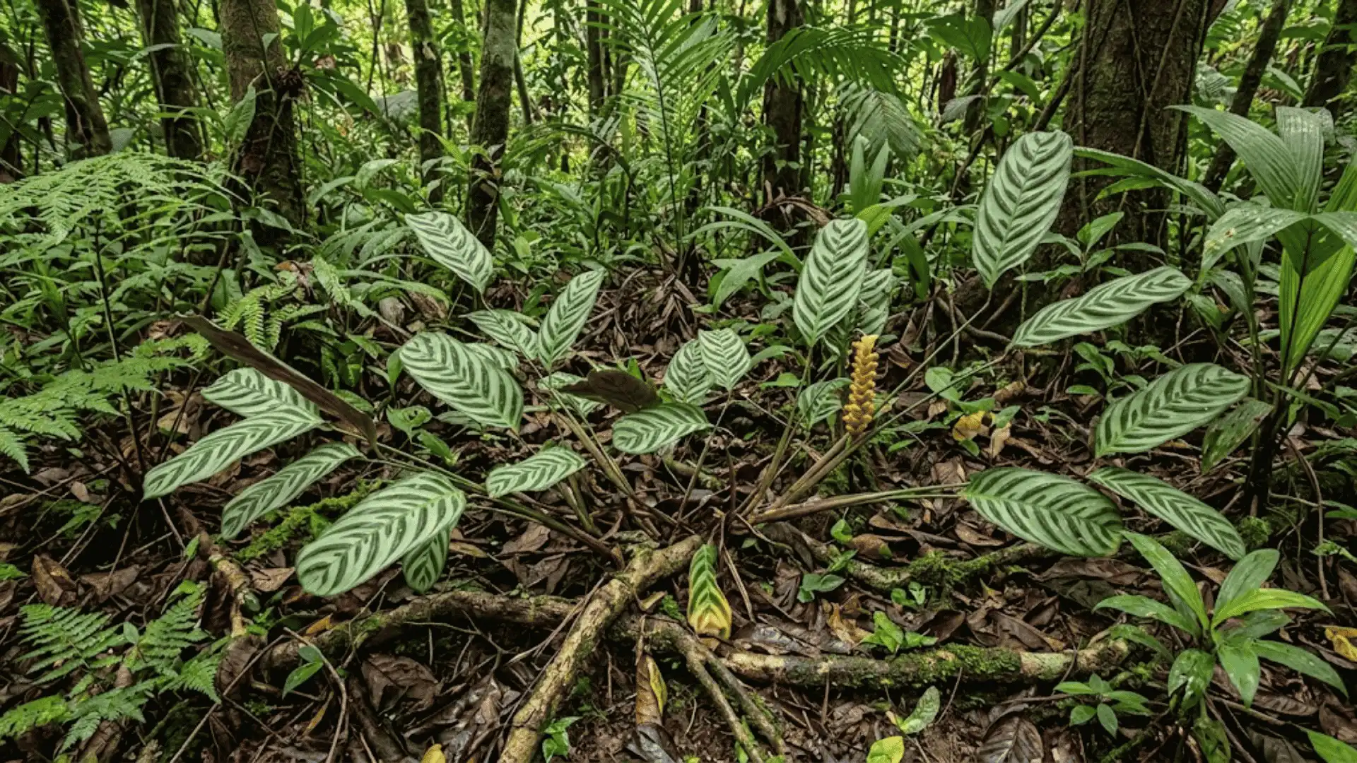 calathea lateralis showing sideways growth on forest floor
