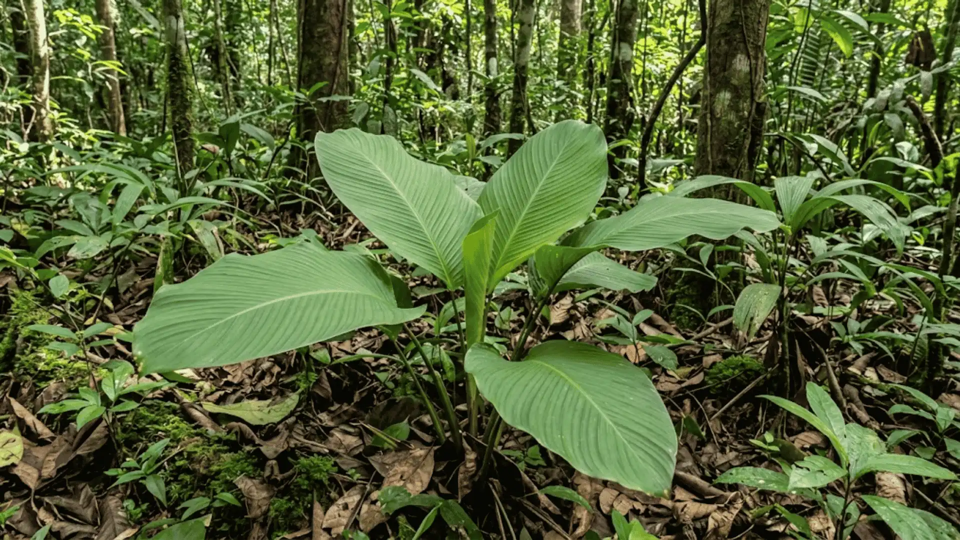 calathea latrinotecta growing in a humid south american forest