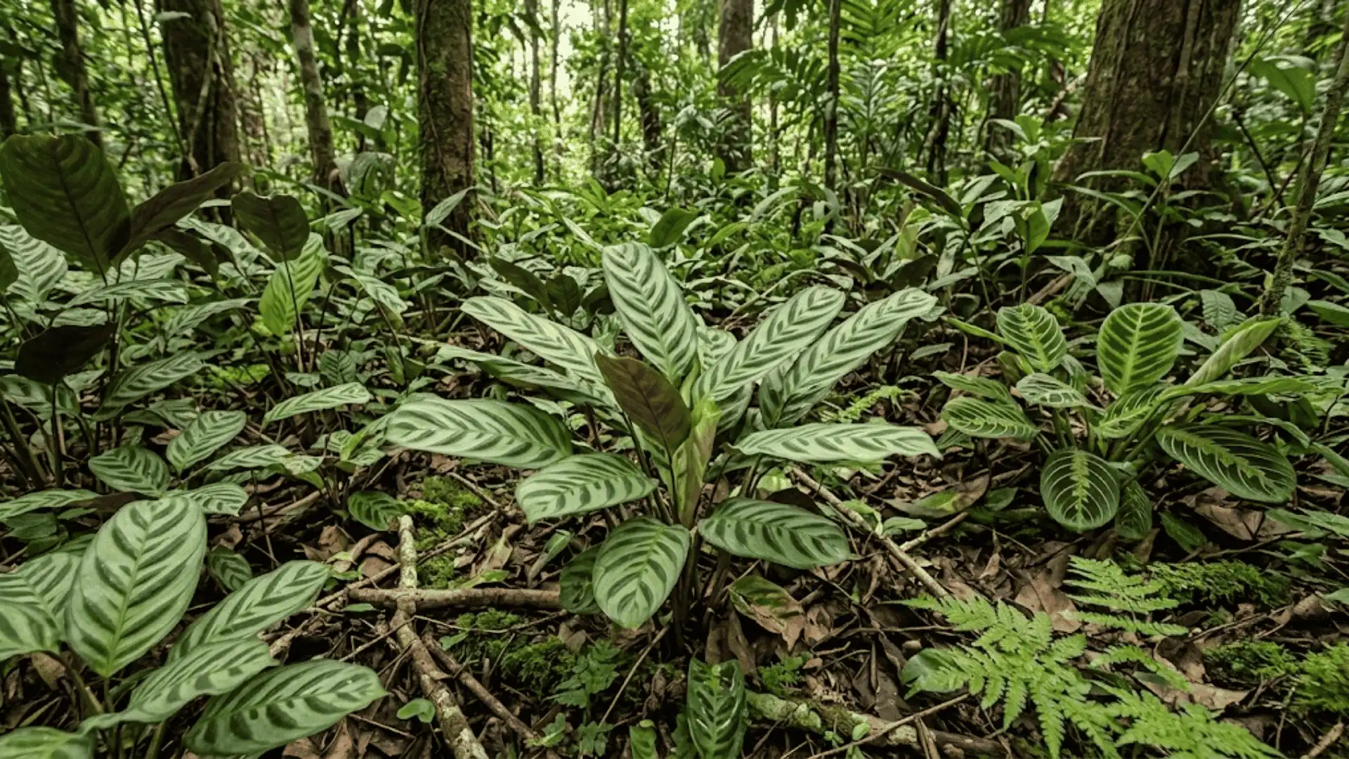 calathea marantina growing among marantaceae plants in forest