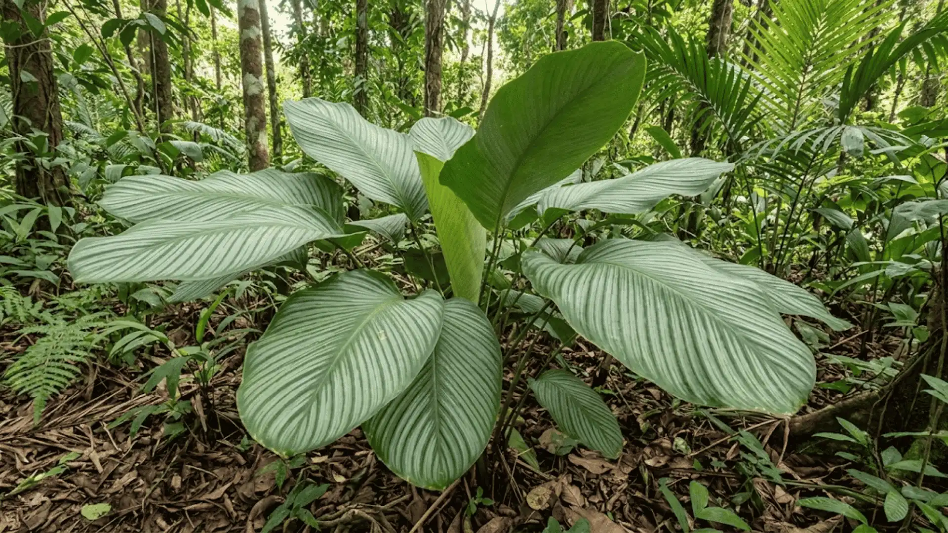calathea monstera with large leaves in tropical forest shade