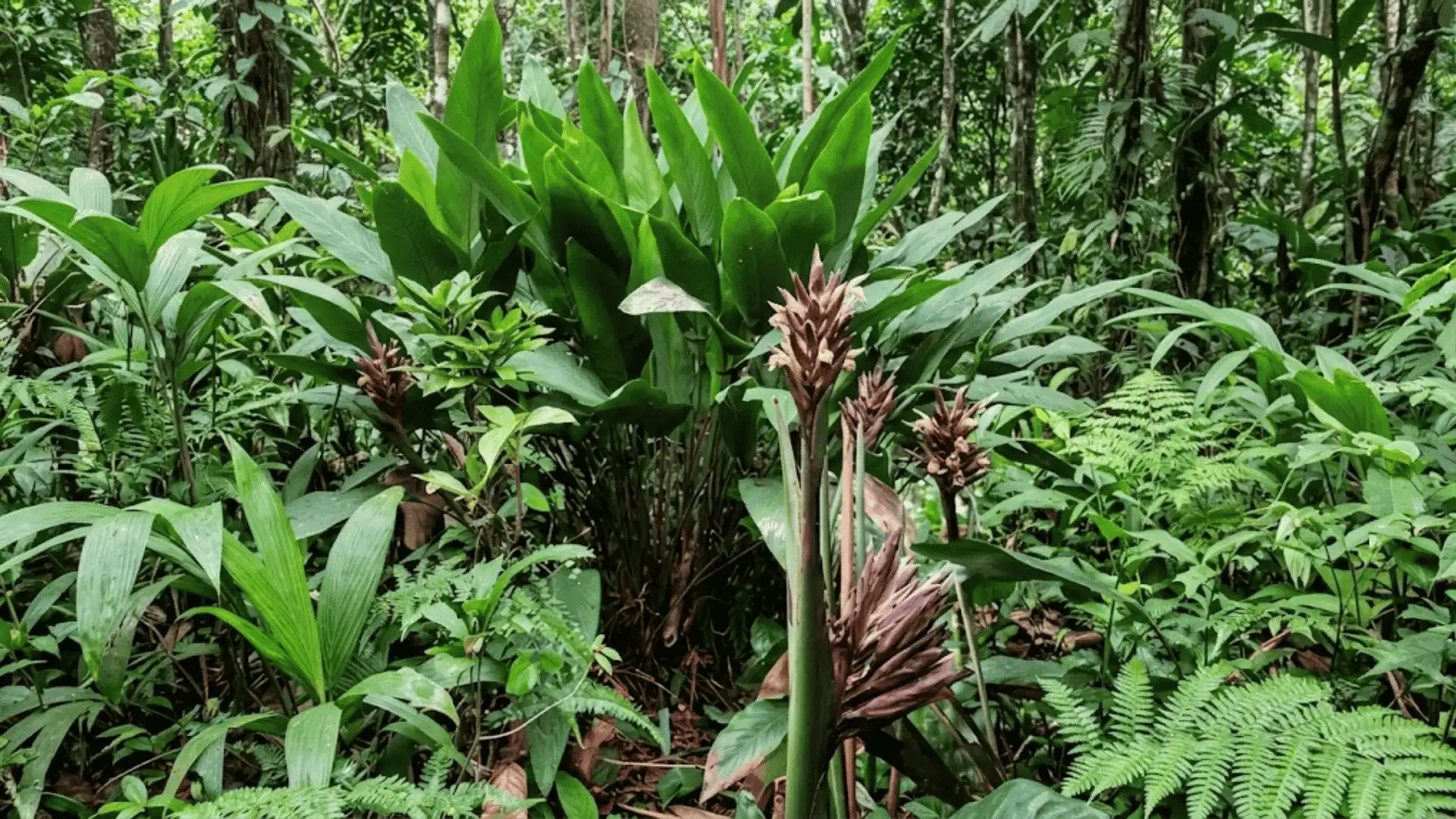 calathea multispicata with several flower spikes in forest