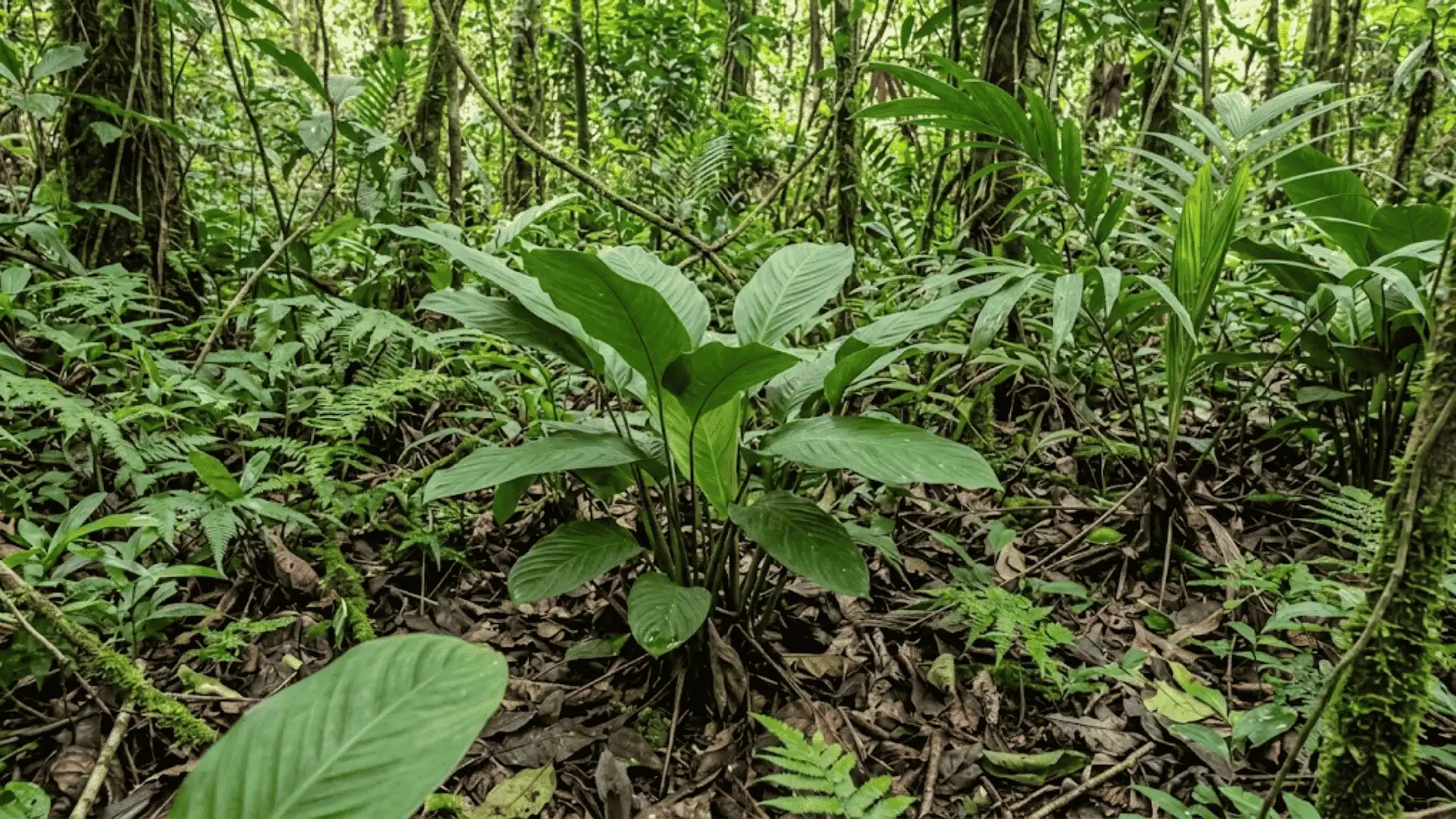 calathea neillii growing in a shaded south american forest