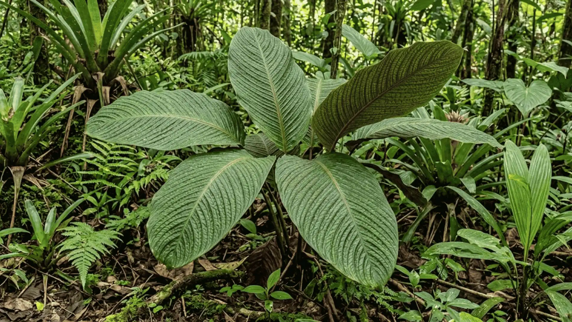 calathea neurophylla leaves with prominent venation in forest