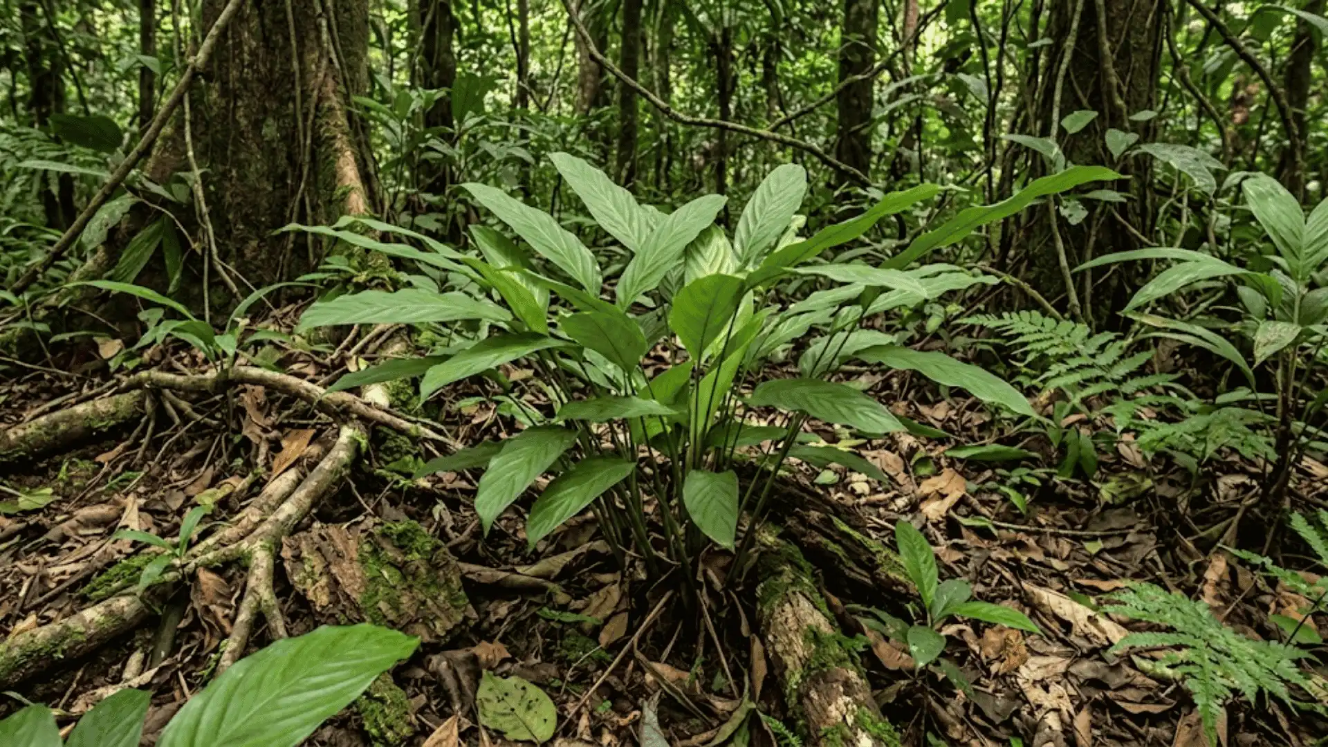 calathea oscariana growing on a tropical forest floor
