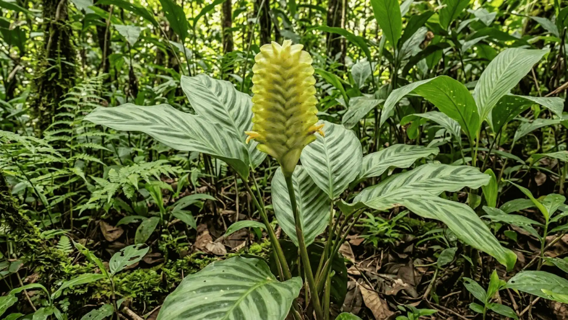 calathea platystachya with a broad flower spike in central america