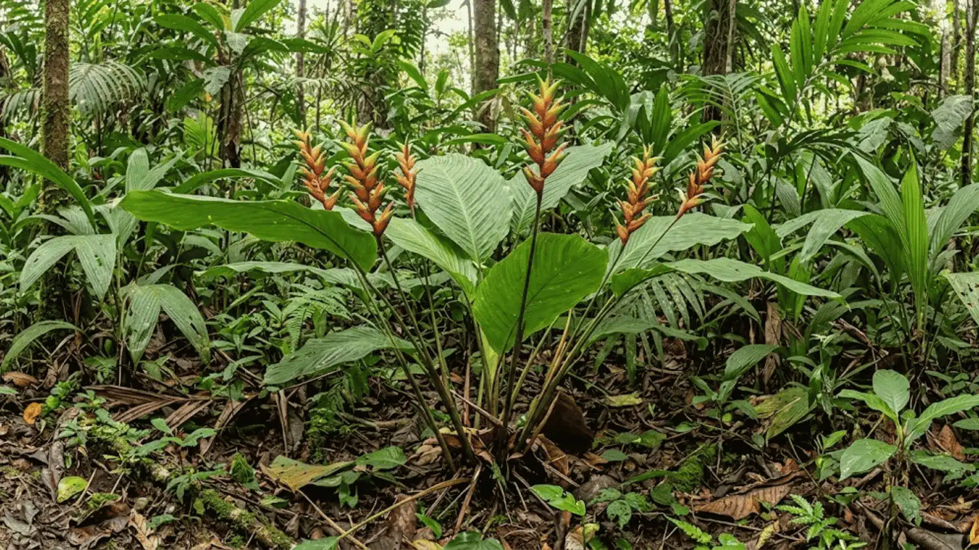 calathea plurispicata with multiple flower spikes in colombian forest