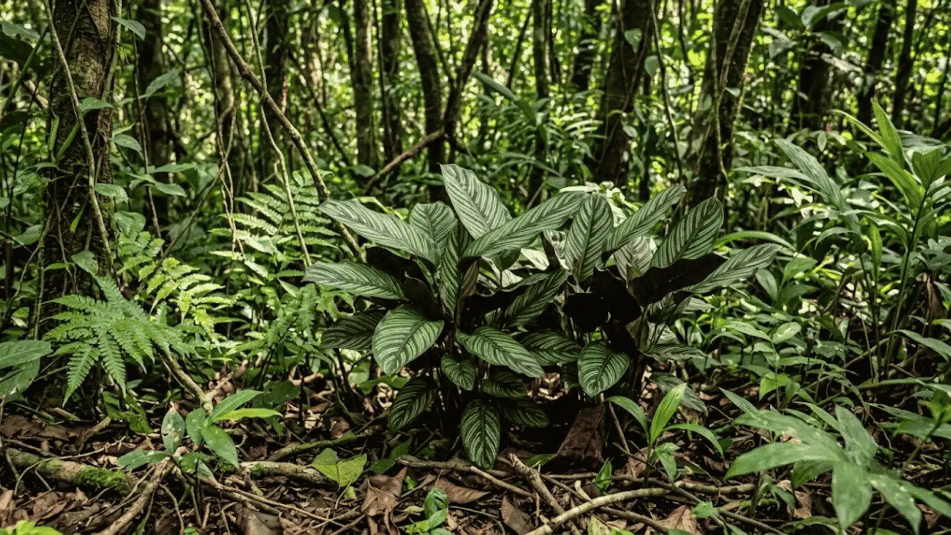 calathea ravenii growing in a central american forest understory