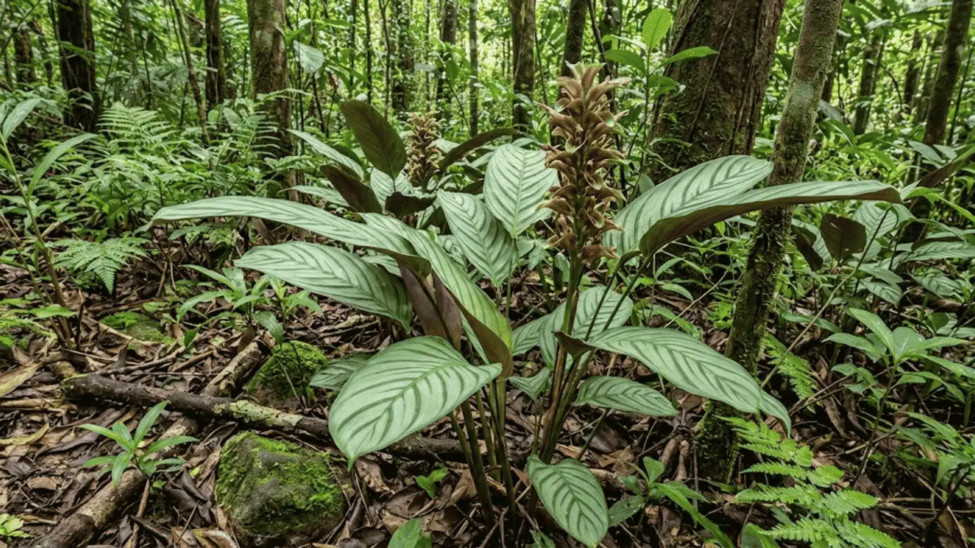 calathea recurvata showing curved foliage in humid forest