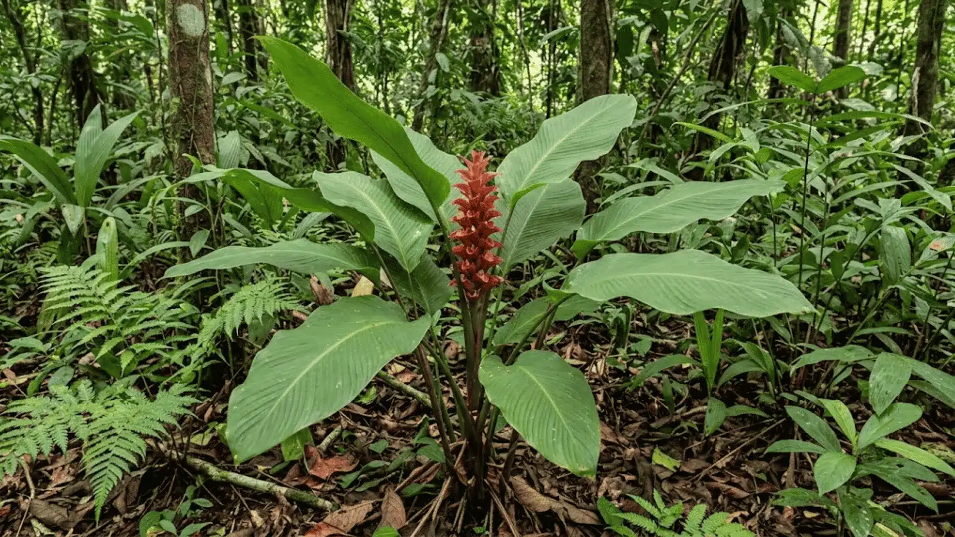 calathea rubribracteata with reddish bracts in south american forest