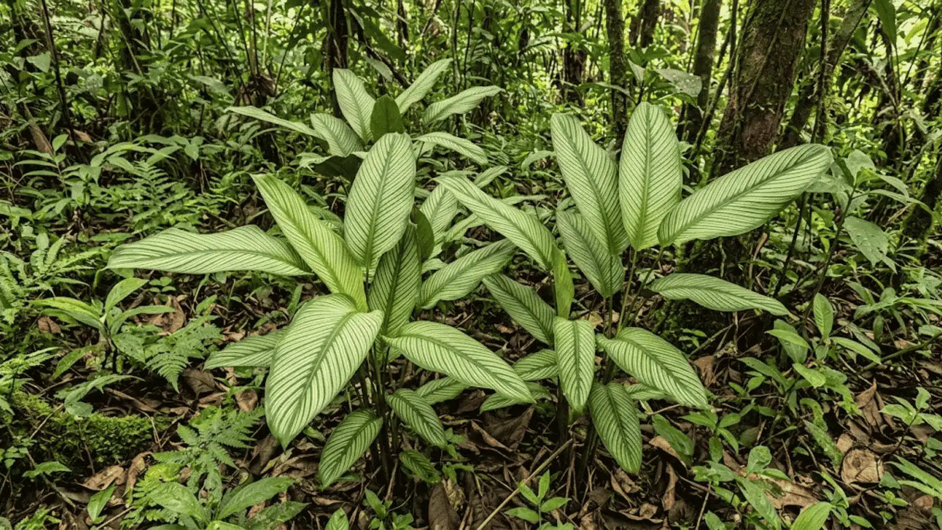 calathea striata leaves with fine vein striping in tropical forest