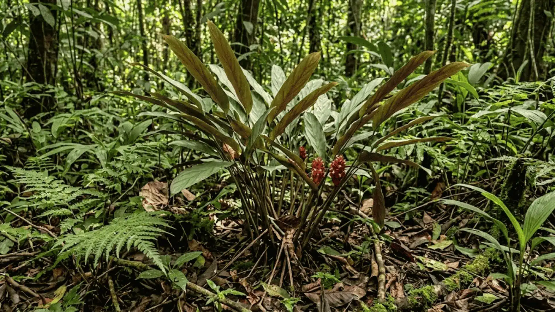 calathea timothei growing in a central american tropical forest