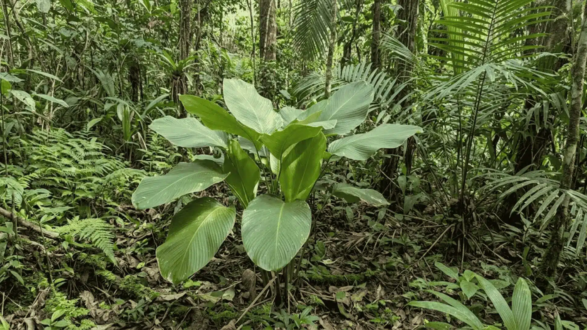 calathea-utilis