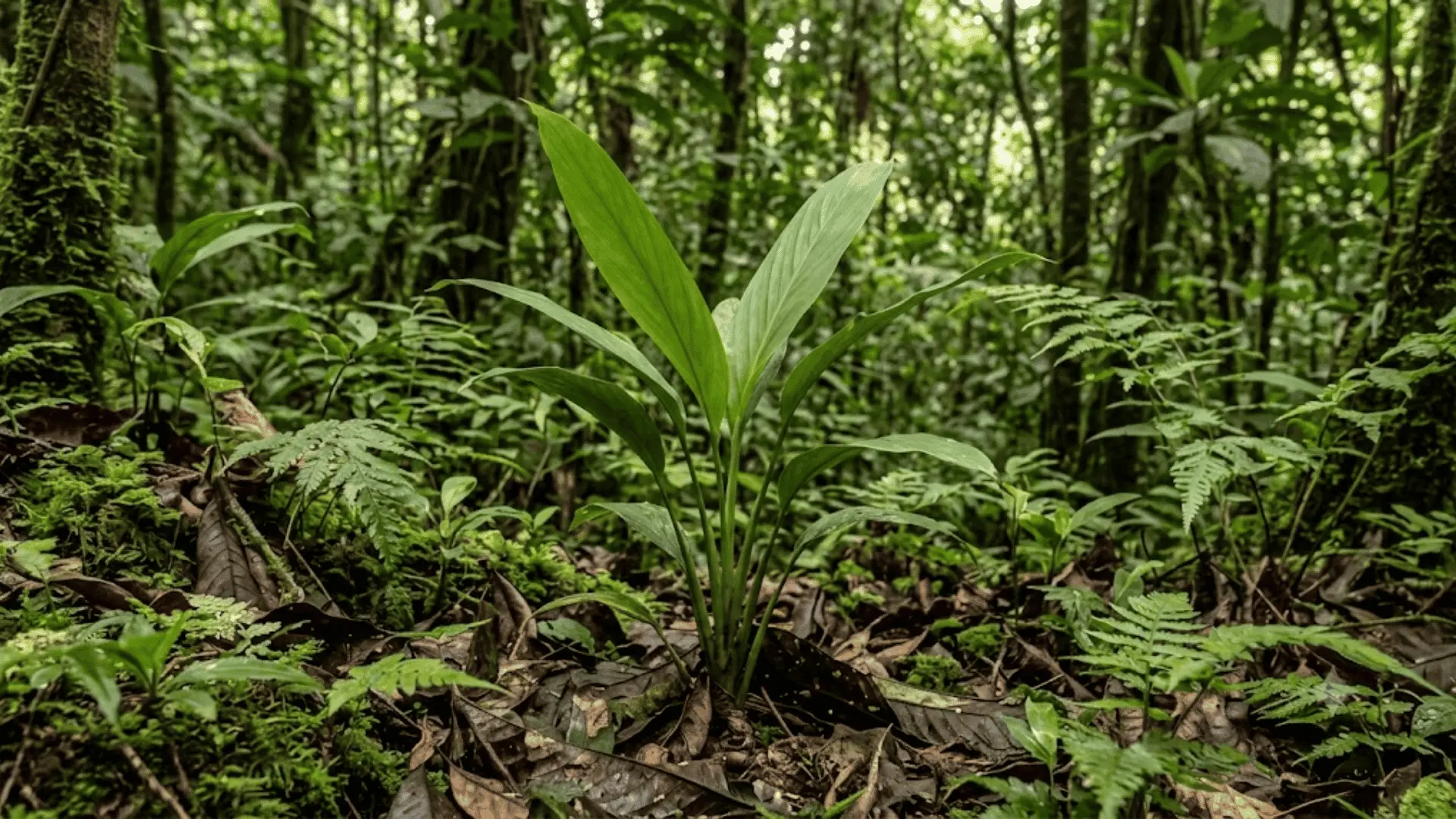 calathea yawankama growing on a shaded colombian rainforest floor