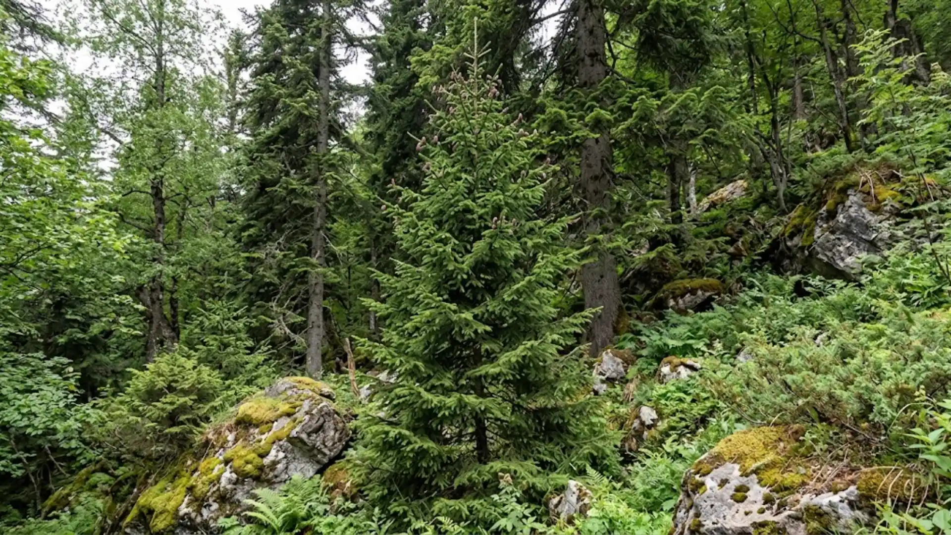 caucasian spruce with short glossy dark green needles in a formal garden