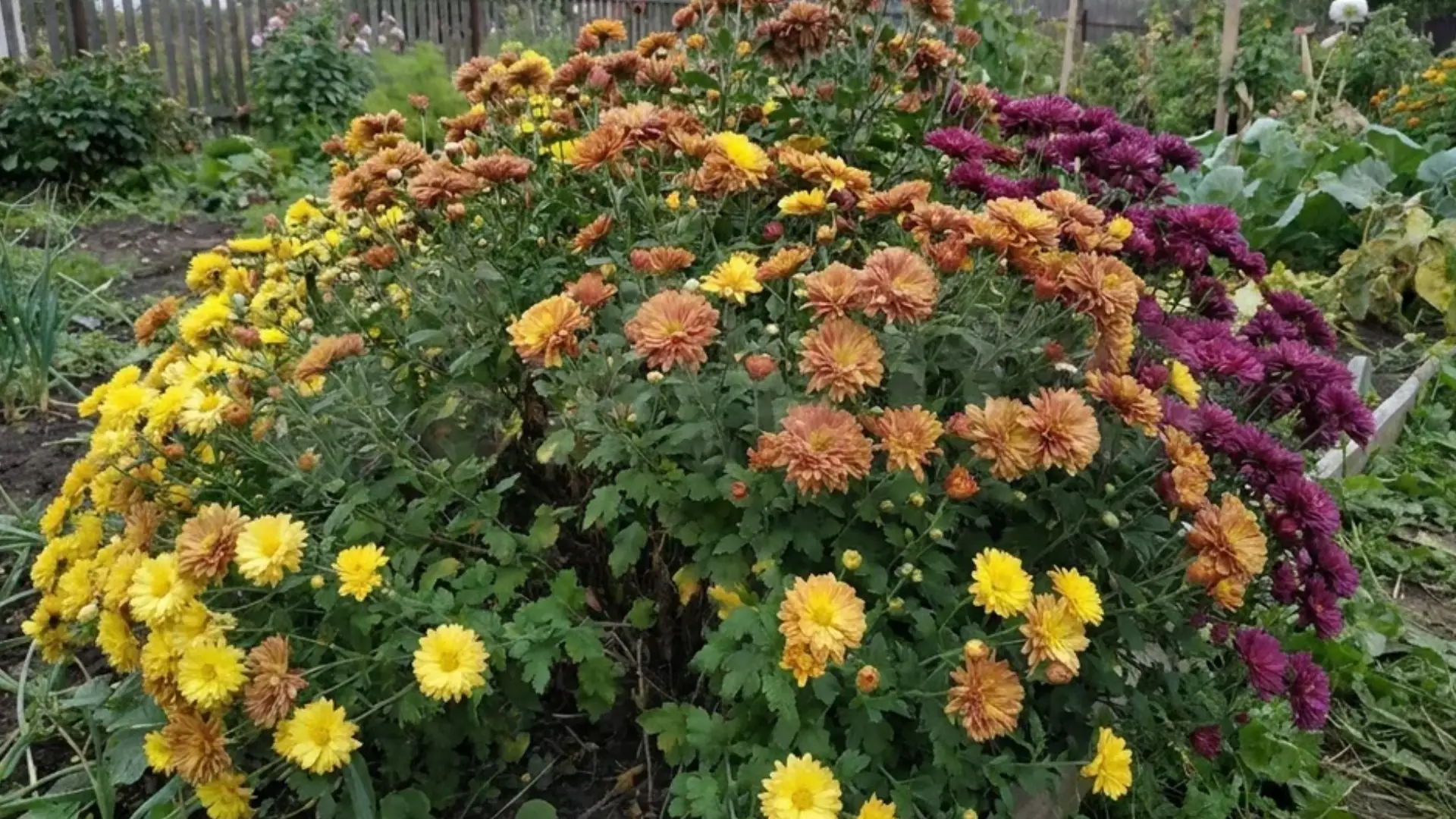 chrysanthemum bush blooming in a backyard garden