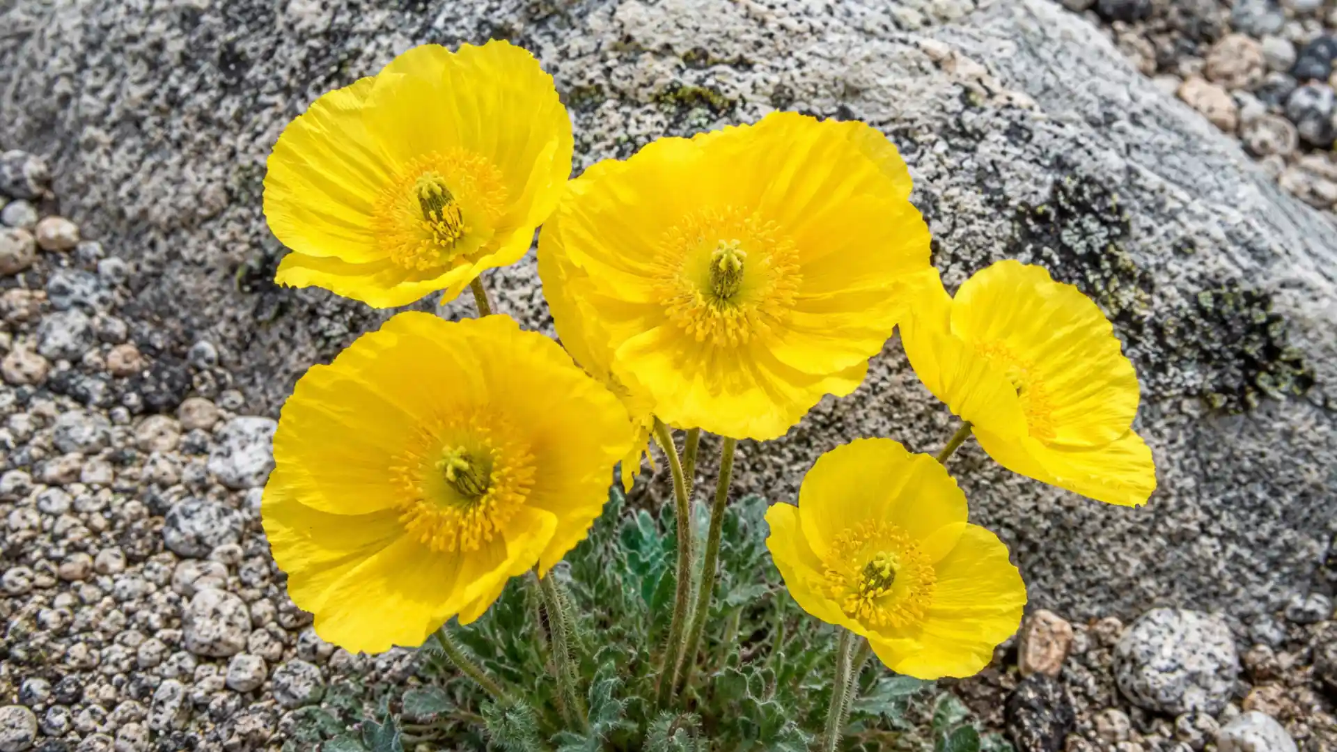 close up of a cluster of yellow arctic poppy blooms on gravel