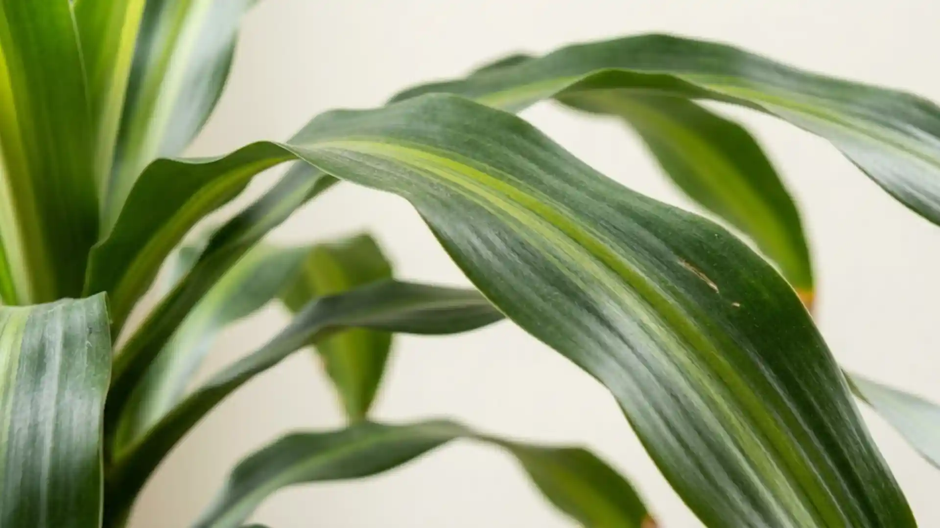 close up of arching corn plant leaves in natural light