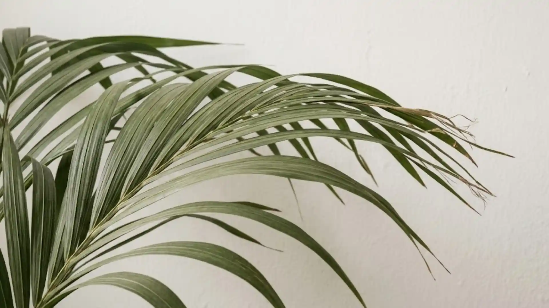 close up of arching kentia palm fronds in natural light