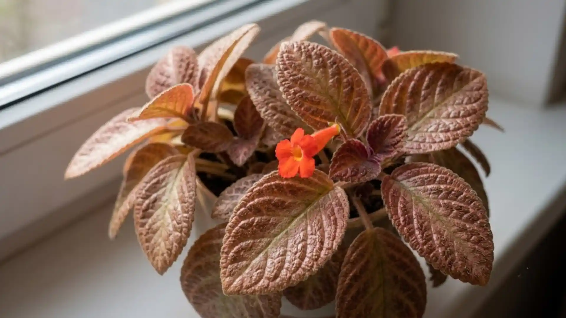 close up of copper toned flame violet leaves and orange flower