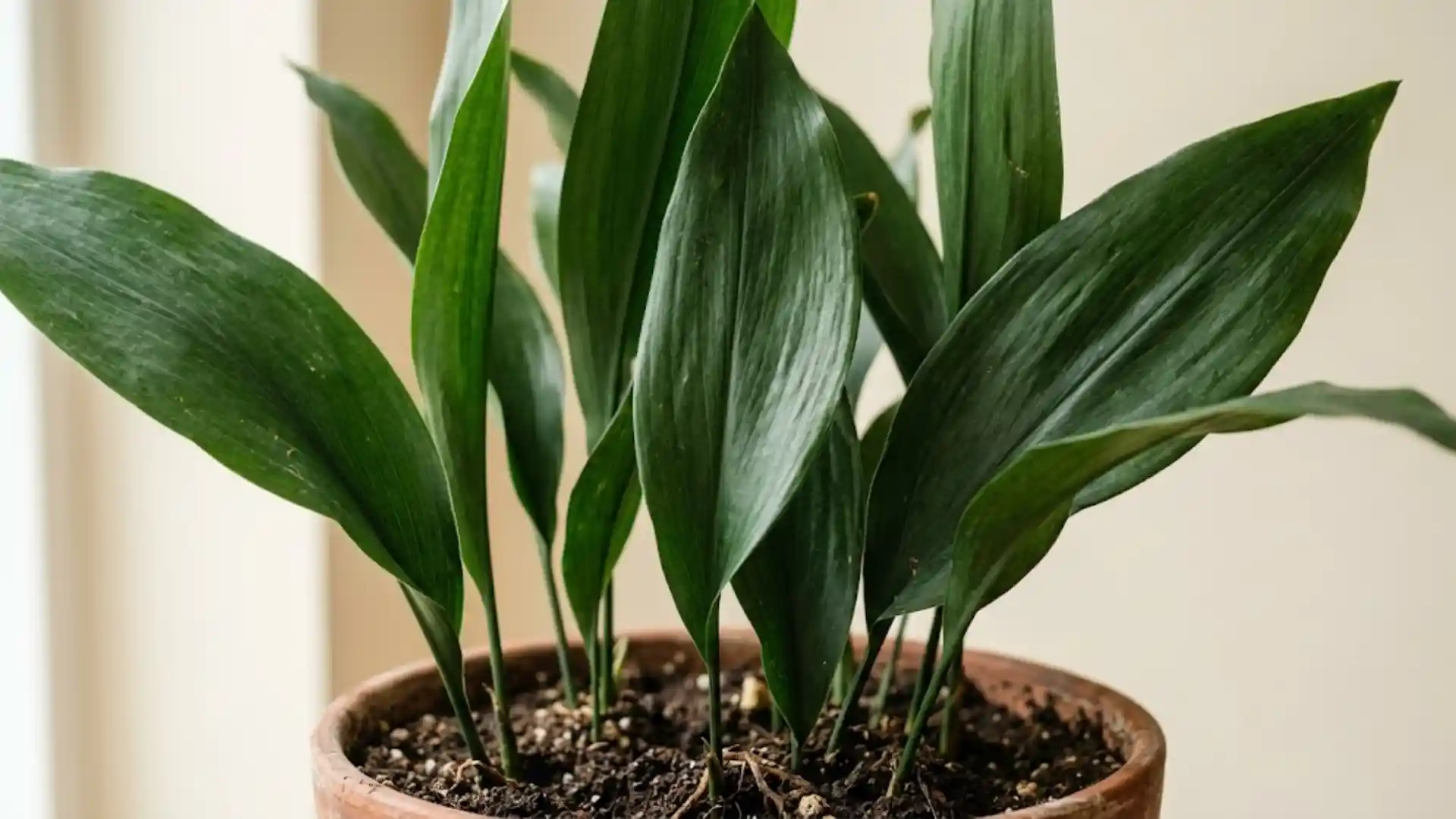 close up of dark green cast iron plant leaves with natural veining