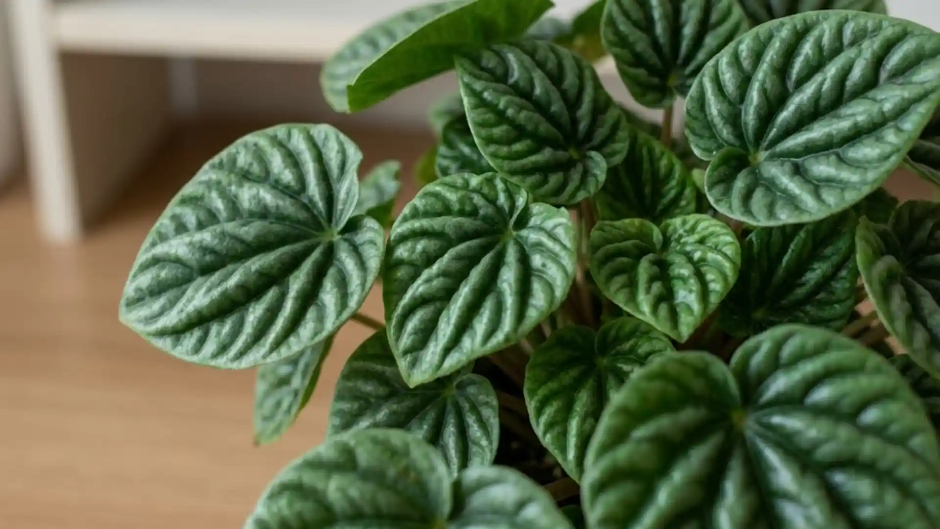 close up of deeply textured emerald ripple peperomia leaves