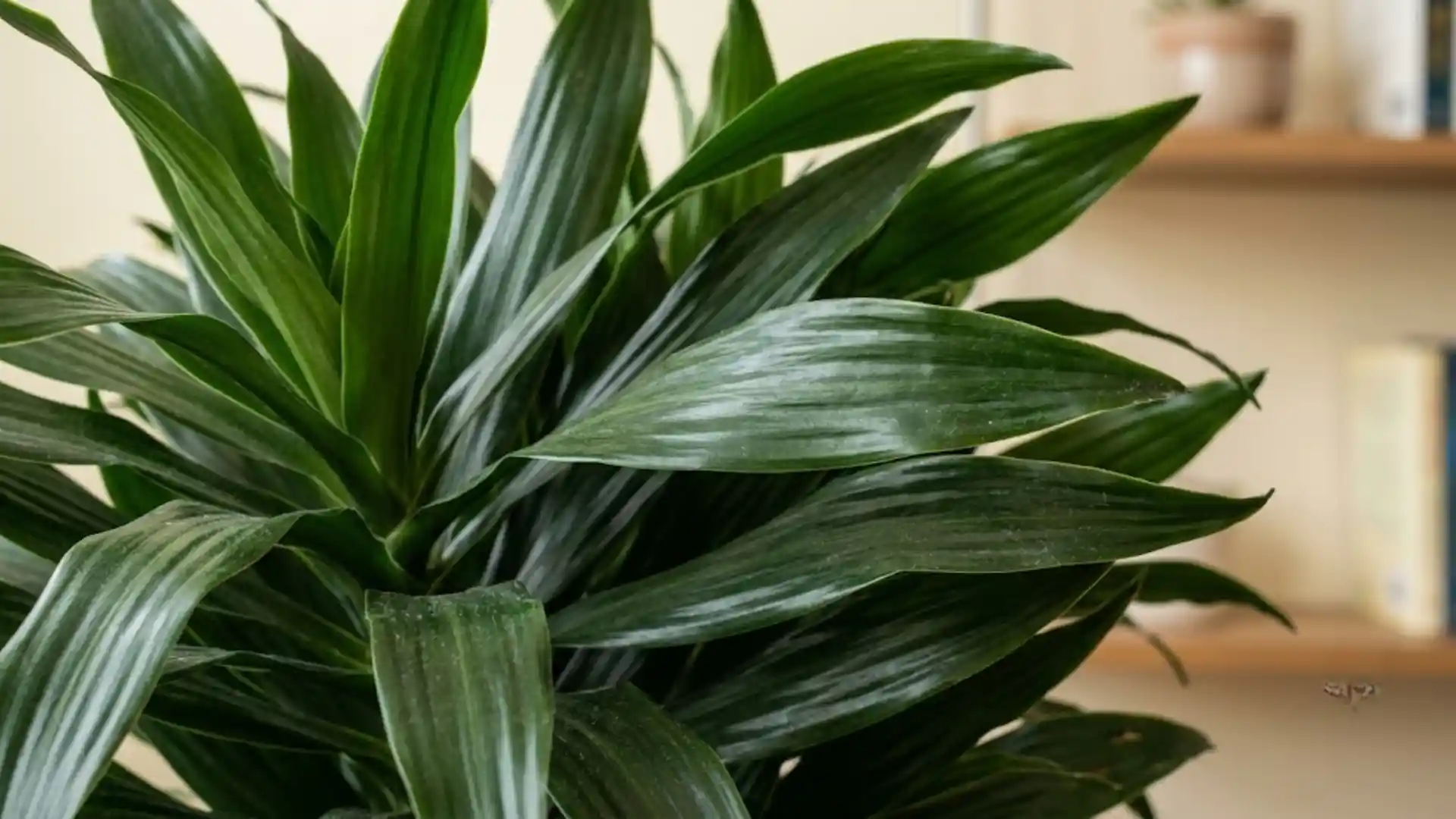 close up of dense dark green janet craig dracaena leaves