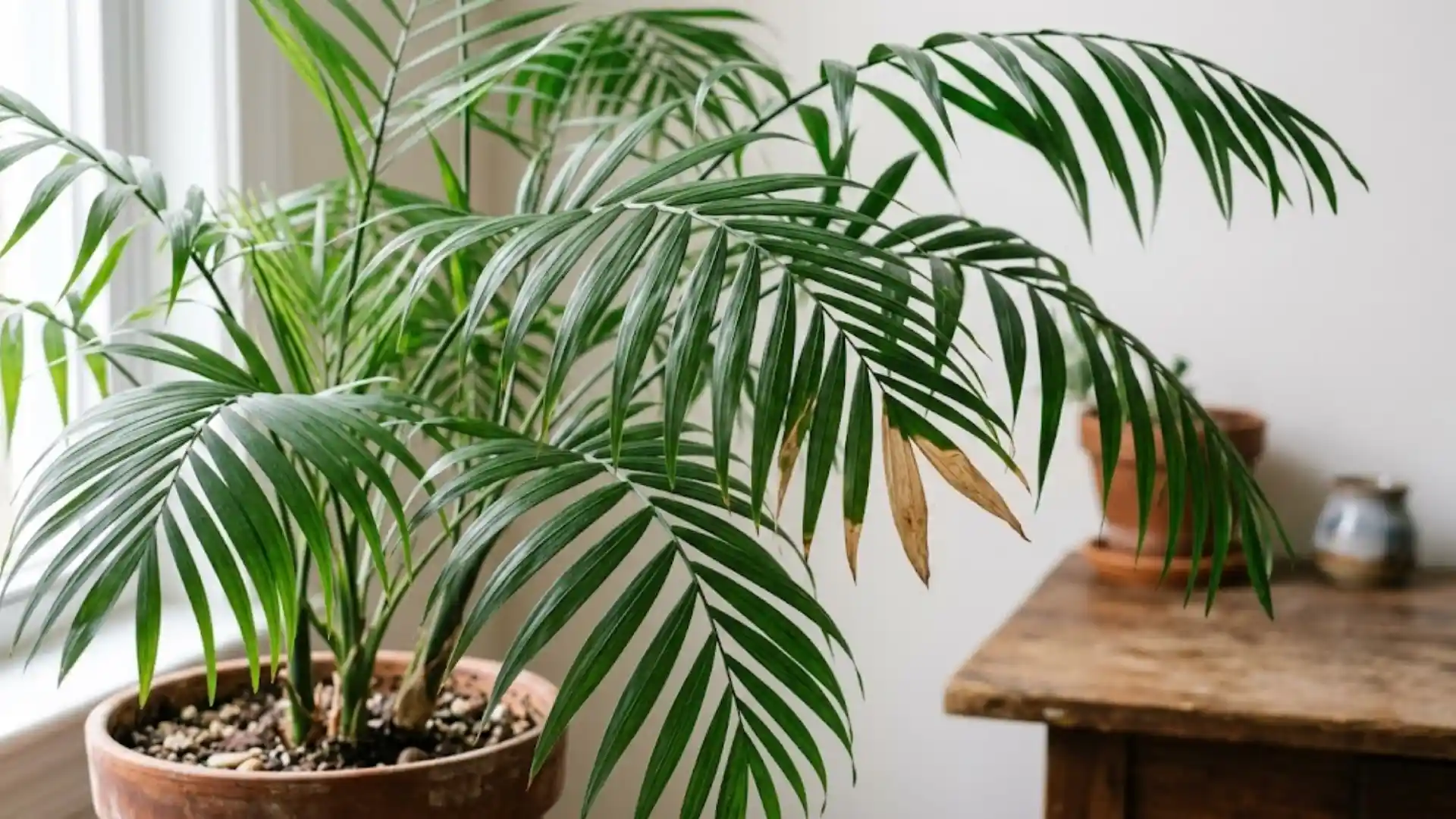 close up of feathery parlor palm fronds in natural light