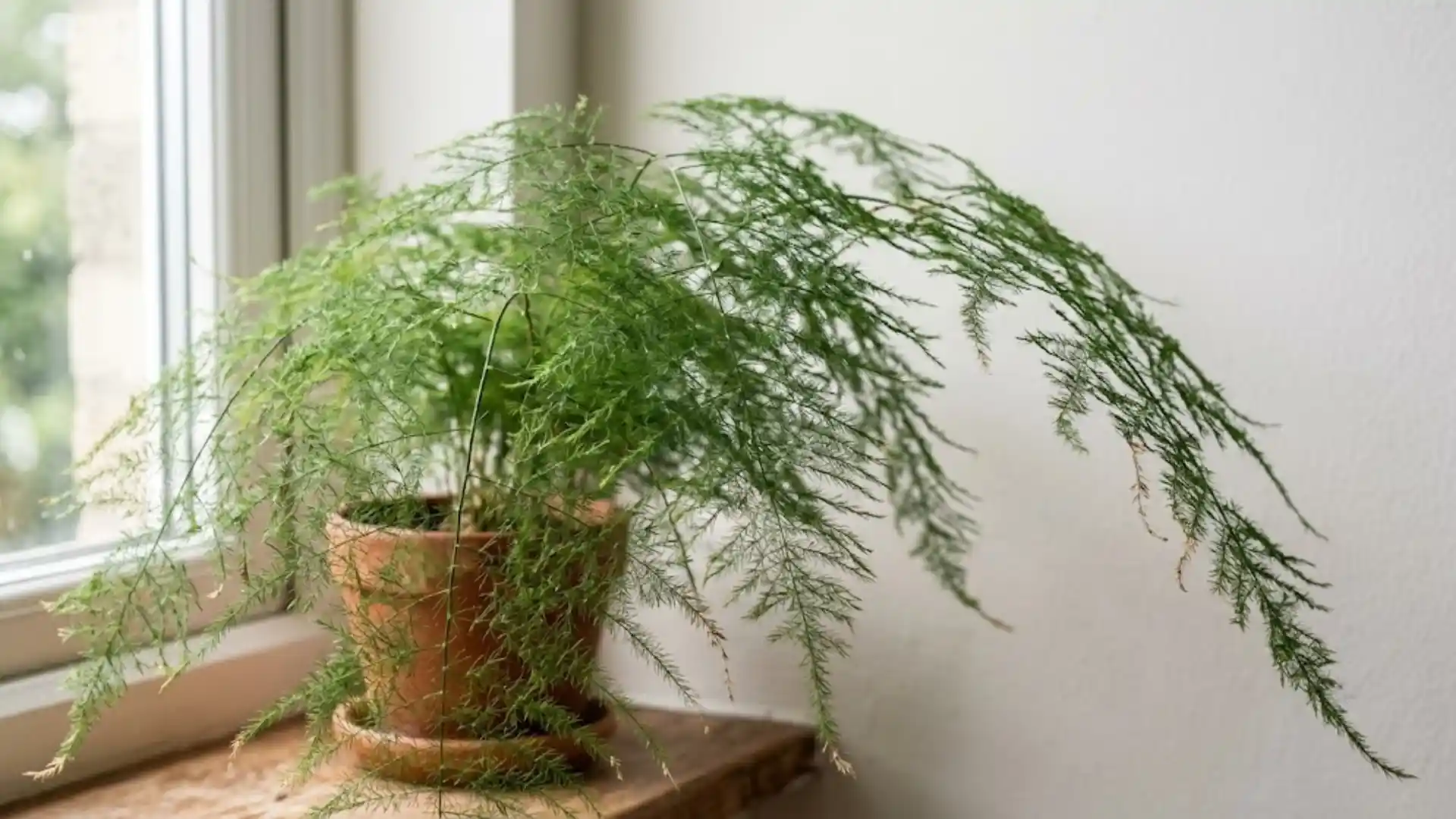 close up of fine feathery asparagus fern fronds