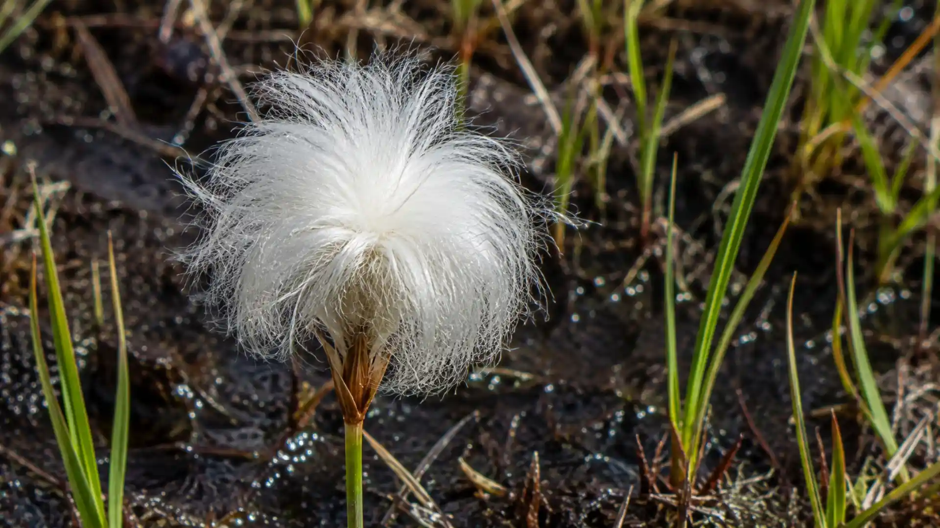 close up of fluffy white cotton grass seed head in wetland