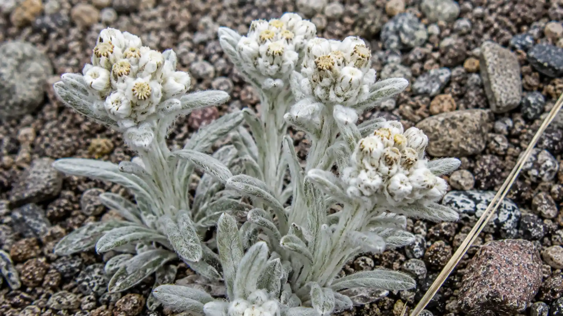 close up of fuzzy silver grey woolly pussytoes flower heads