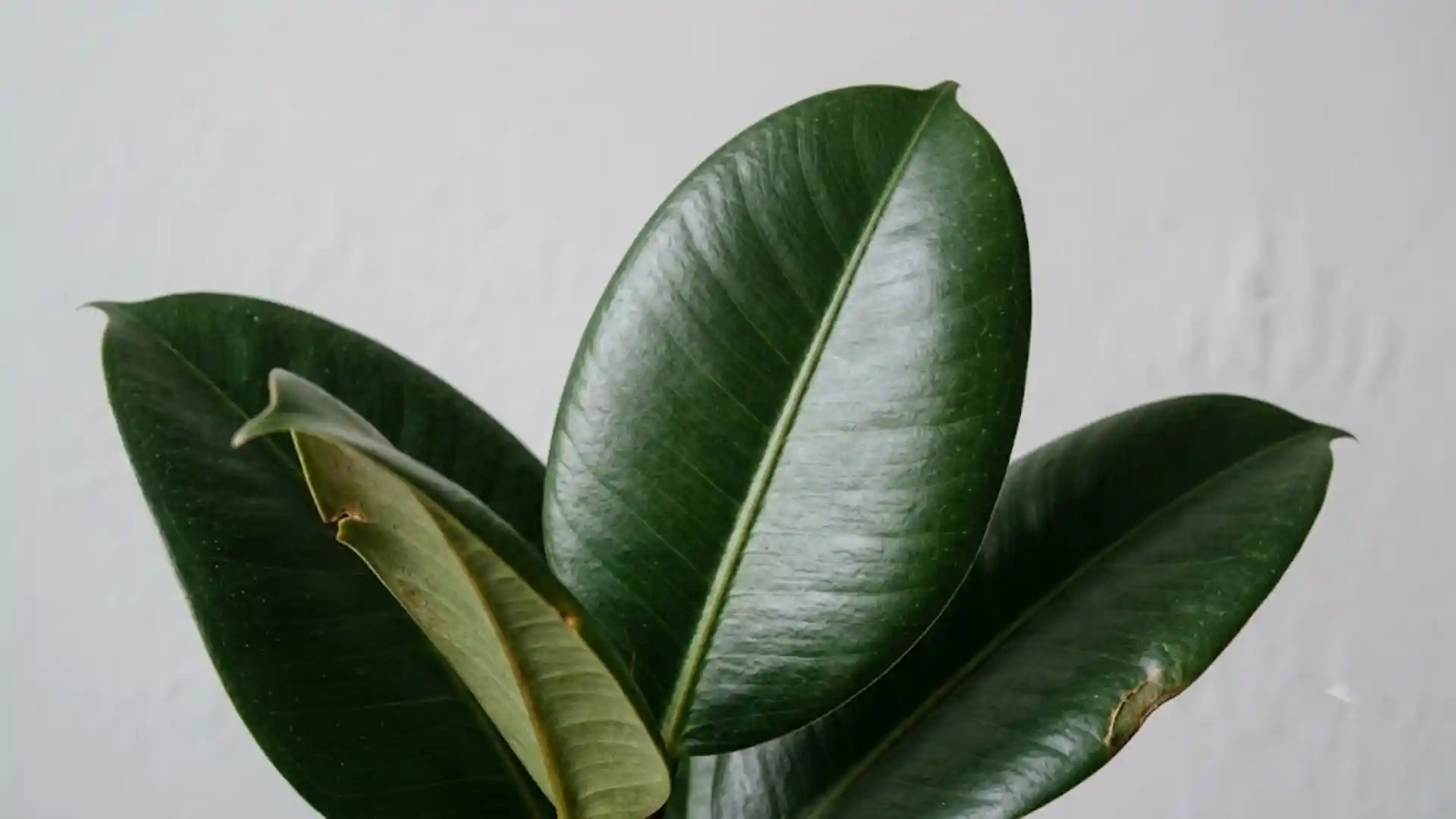 close up of glossy rubber plant leaf with visible venation