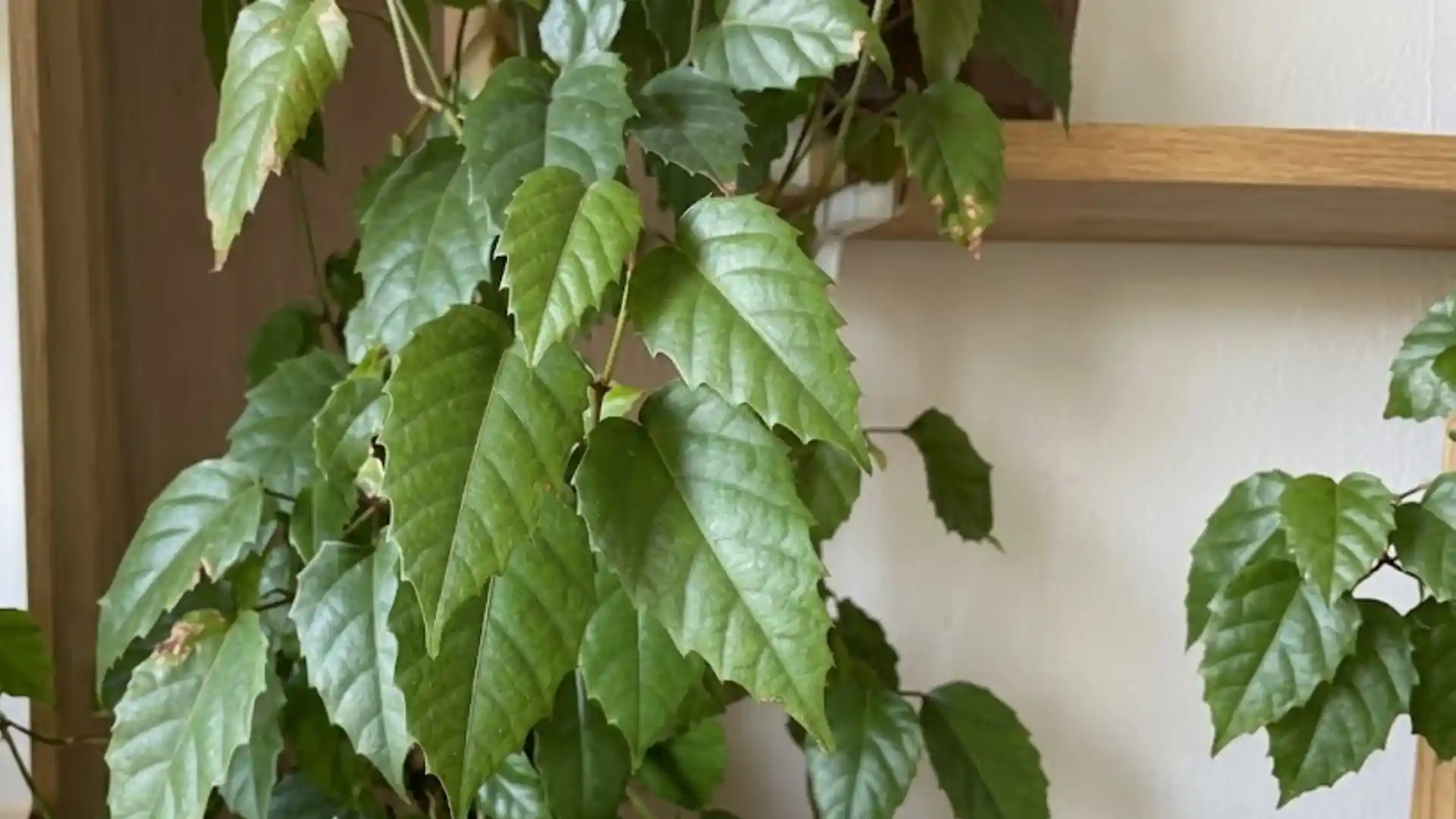 close up of glossy serrated kangaroo vine leaves
