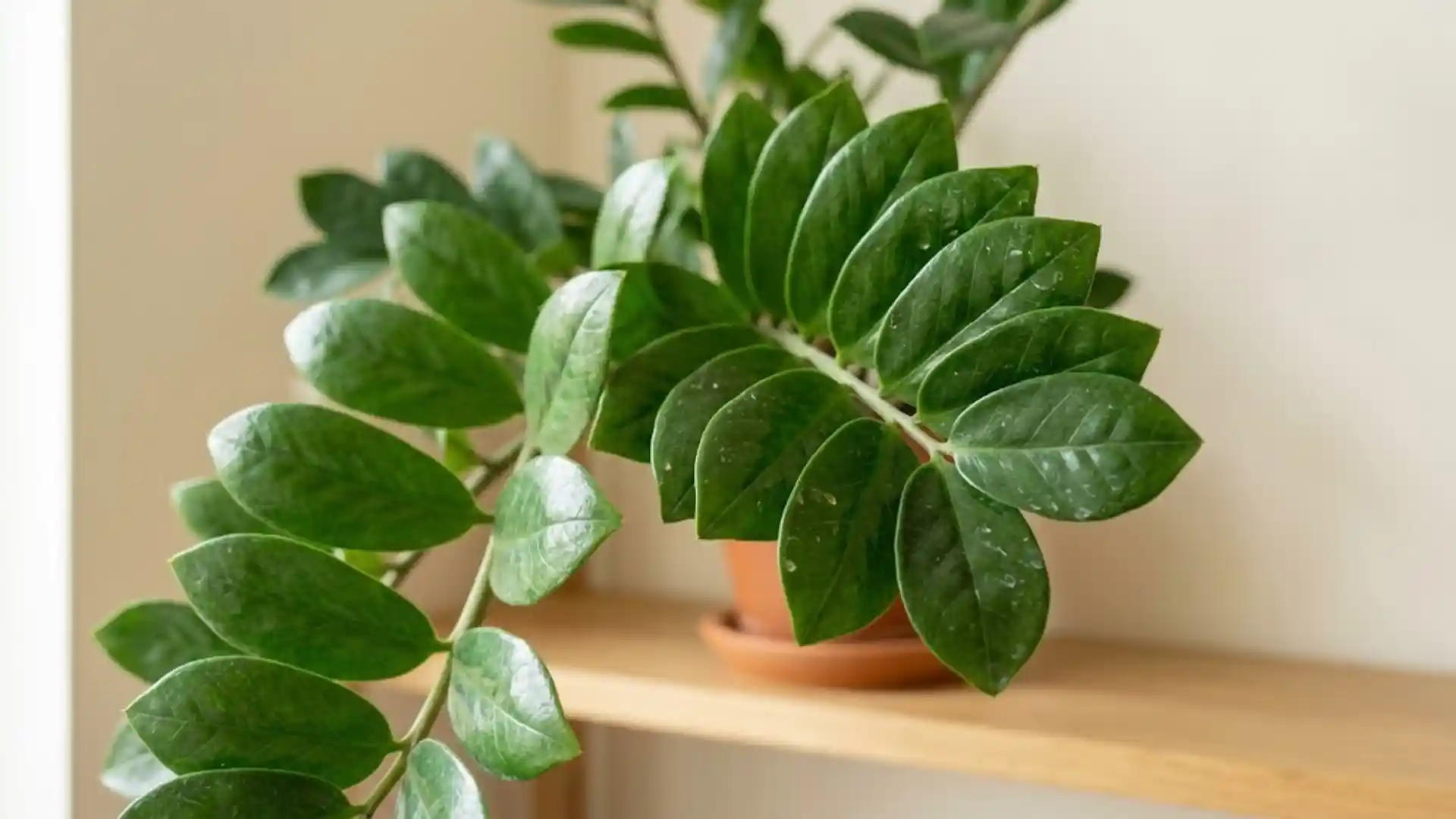 close up of glossy zz plant leaflets in natural light