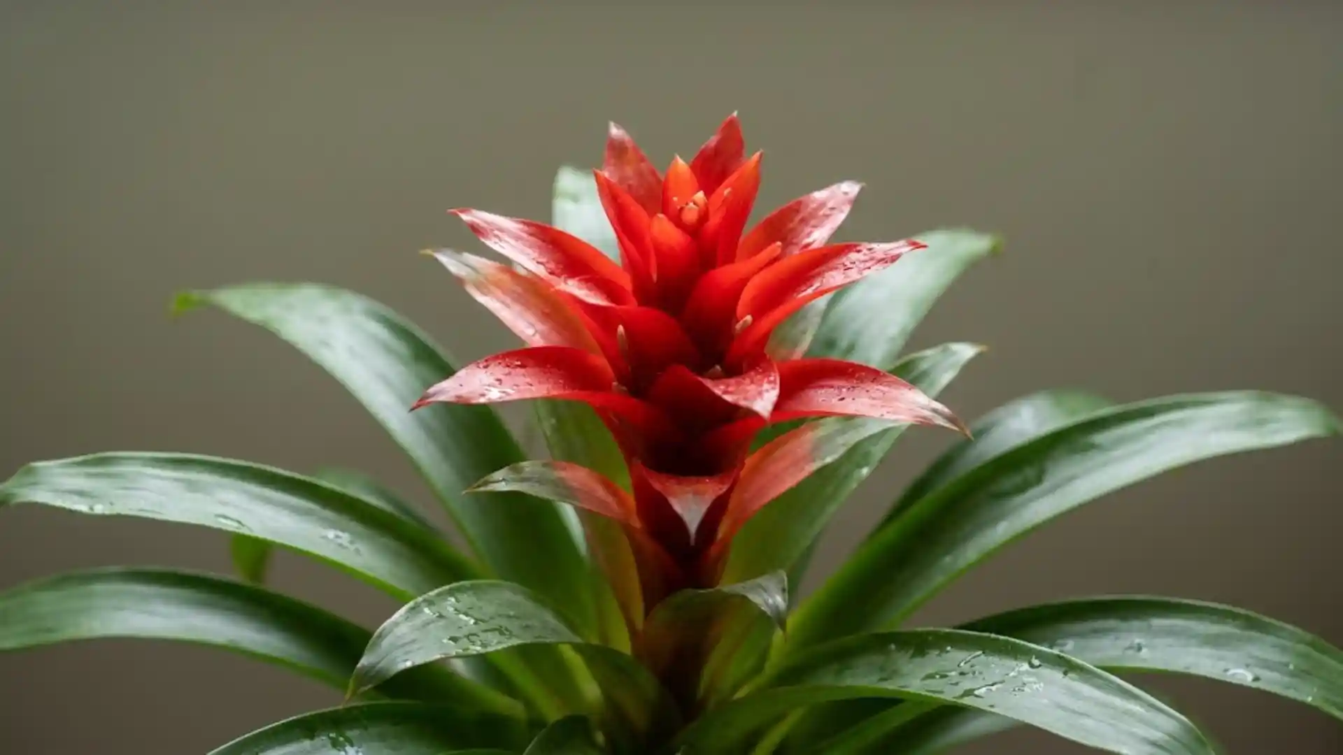 close up of guzmania bromeliad red bract and green foliage