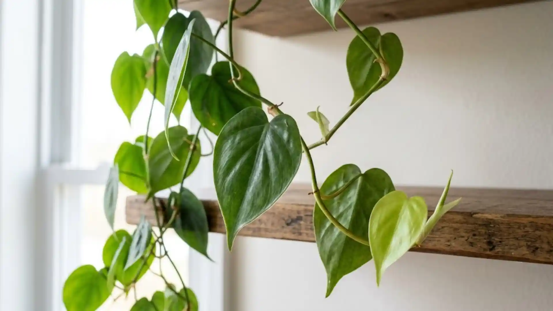 close up of heart shaped philodendron leaves on trailing vines
