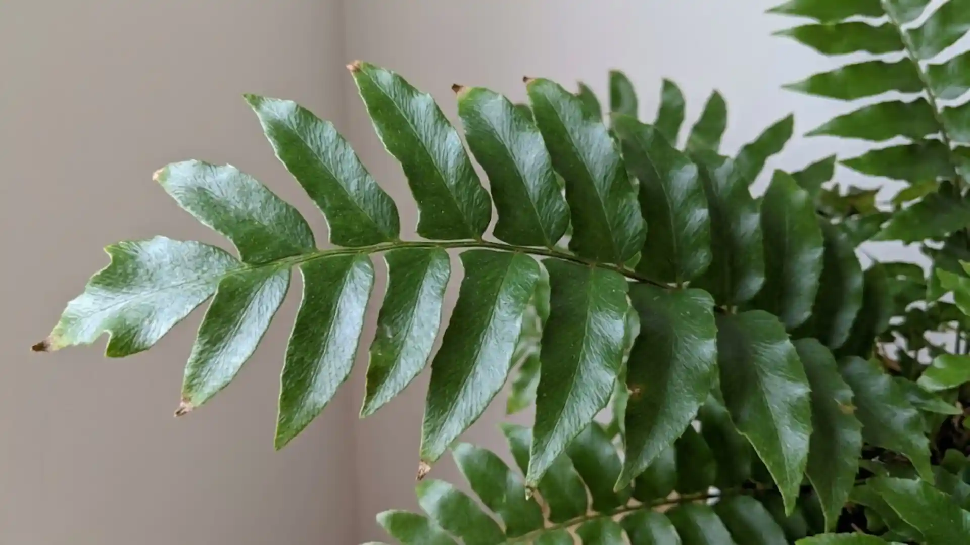 close up of leathery dark green holly fern fronds